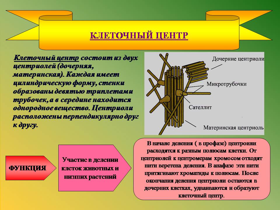Презентація на тему «Клітини» (варіант 3) - Слайд #14 Презентація на тему «Клітини» (варіант 3) - Слайд #14