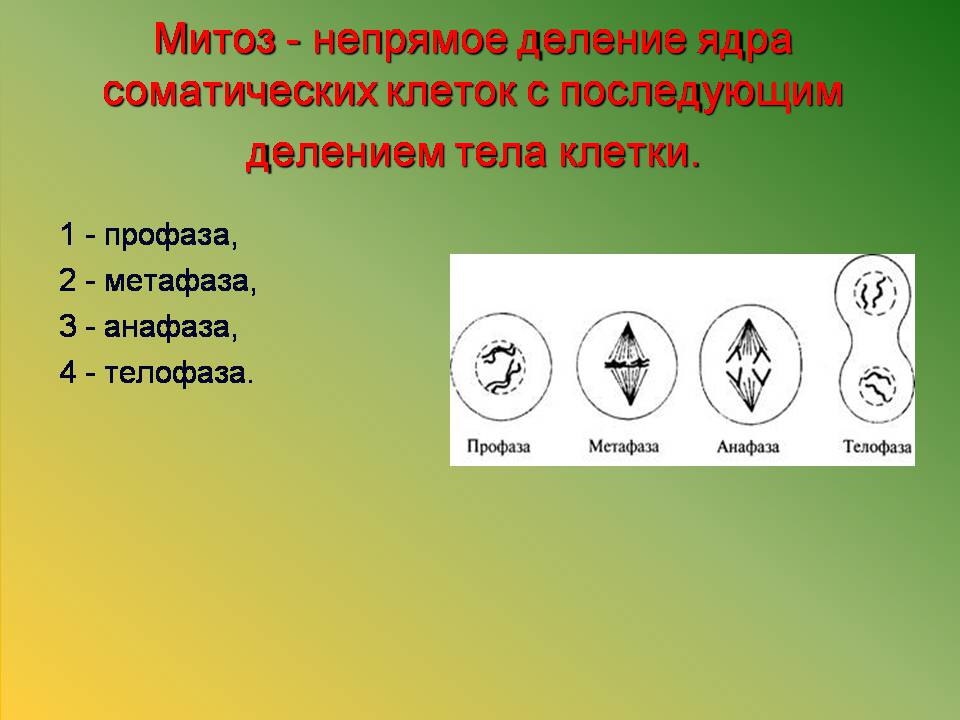 Презентація на тему «Клітини» (варіант 3) - Слайд #17 Презентація на тему «Клітини» (варіант 3) - Слайд #17