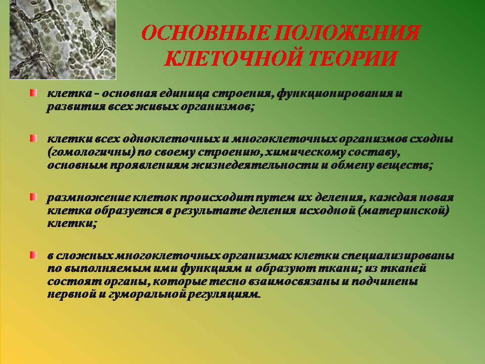 Презентація на тему «Клітини» (варіант 3) - Слайд #5 Презентація на тему «Клітини» (варіант 3) - Слайд #5