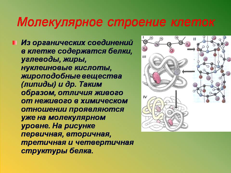 Презентація на тему «Клітини» (варіант 3) - Слайд #7 Презентація на тему «Клітини» (варіант 3) - Слайд #7