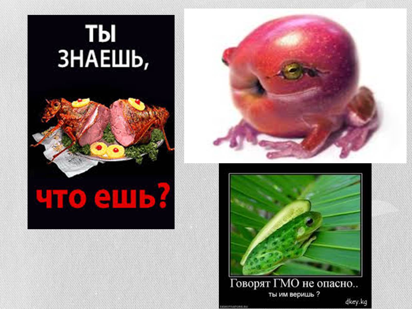 Презентація на тему «Трансгенні організми» (варіант 5) - Слайд #11 Презентація на тему «Трансгенні організми» (варіант 5) - Слайд #11