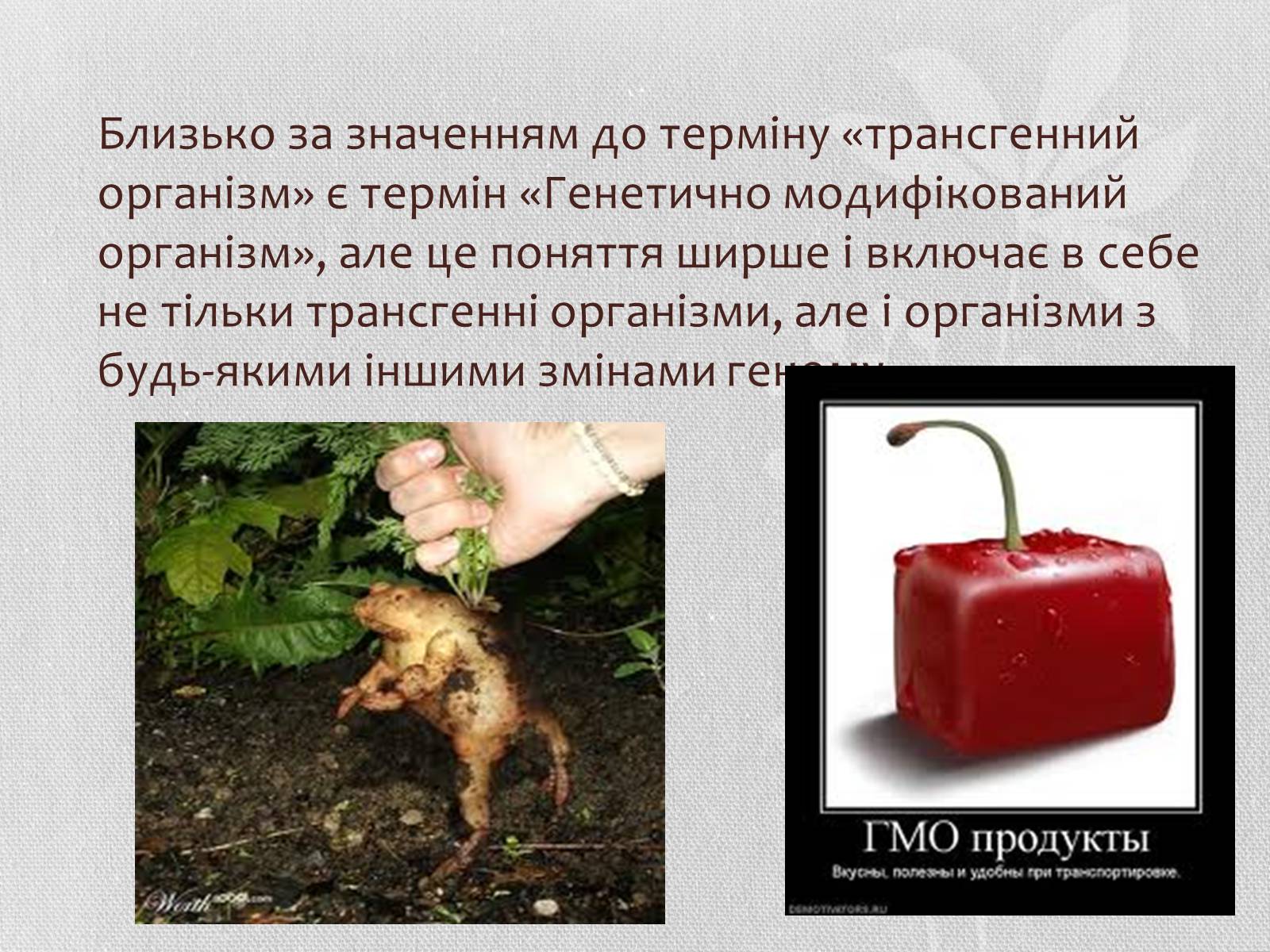Презентація на тему «Трансгенні організми» (варіант 5) - Слайд #7 Презентація на тему «Трансгенні організми» (варіант 5) - Слайд #7