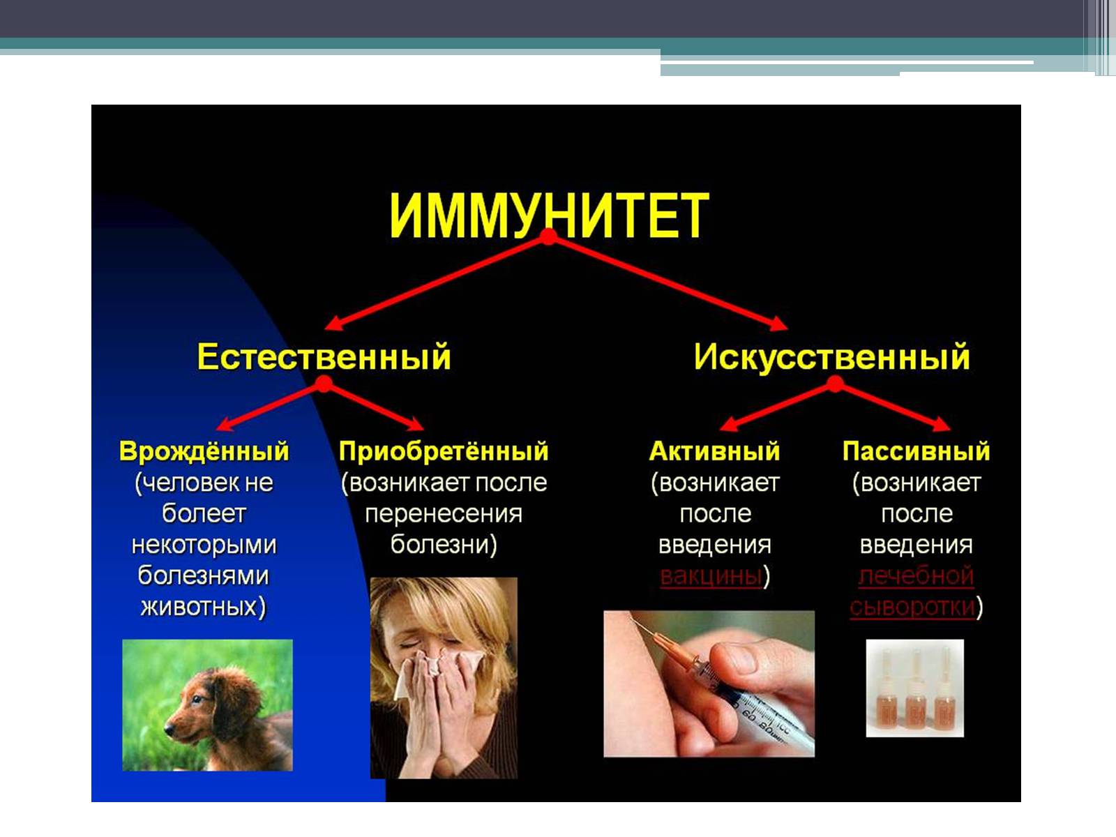 Презентація на тему «Что такое иммунитет с биологической точки зрения?» - Слайд #3 Презентація на тему «Что такое иммунитет с биологической точки зрения?» - Слайд #3