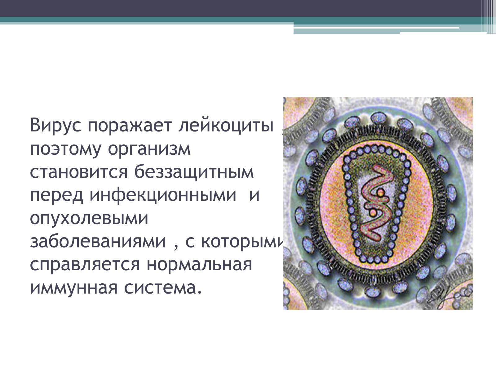 Презентація на тему «Что такое иммунитет с биологической точки зрения?» - Слайд #7 Презентація на тему «Что такое иммунитет с биологической точки зрения?» - Слайд #7