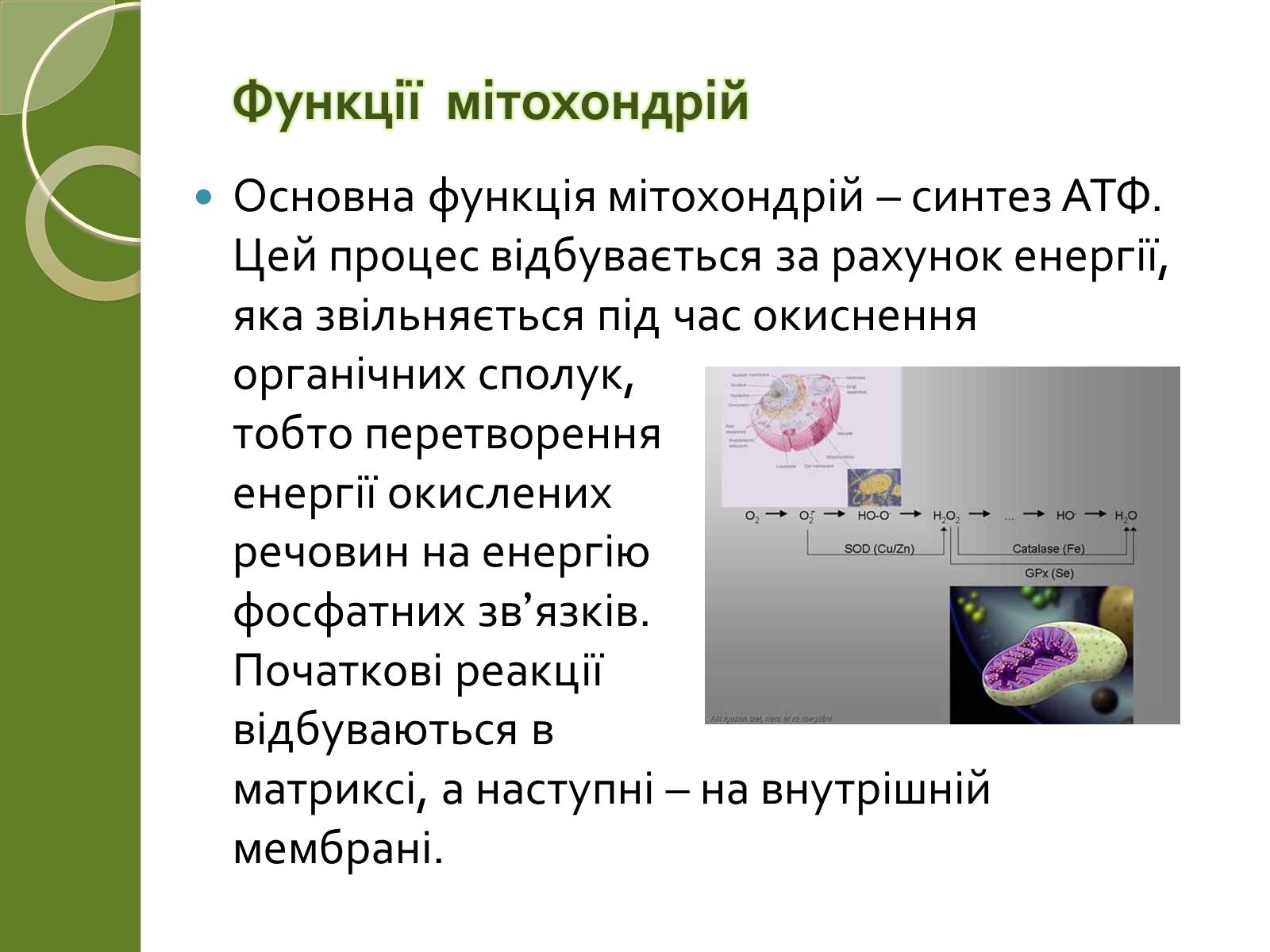 Презентація на тему «Двомембранні органели» (варіант 2) - Слайд #10 Презентація на тему «Двомембранні органели» (варіант 2) - Слайд #10