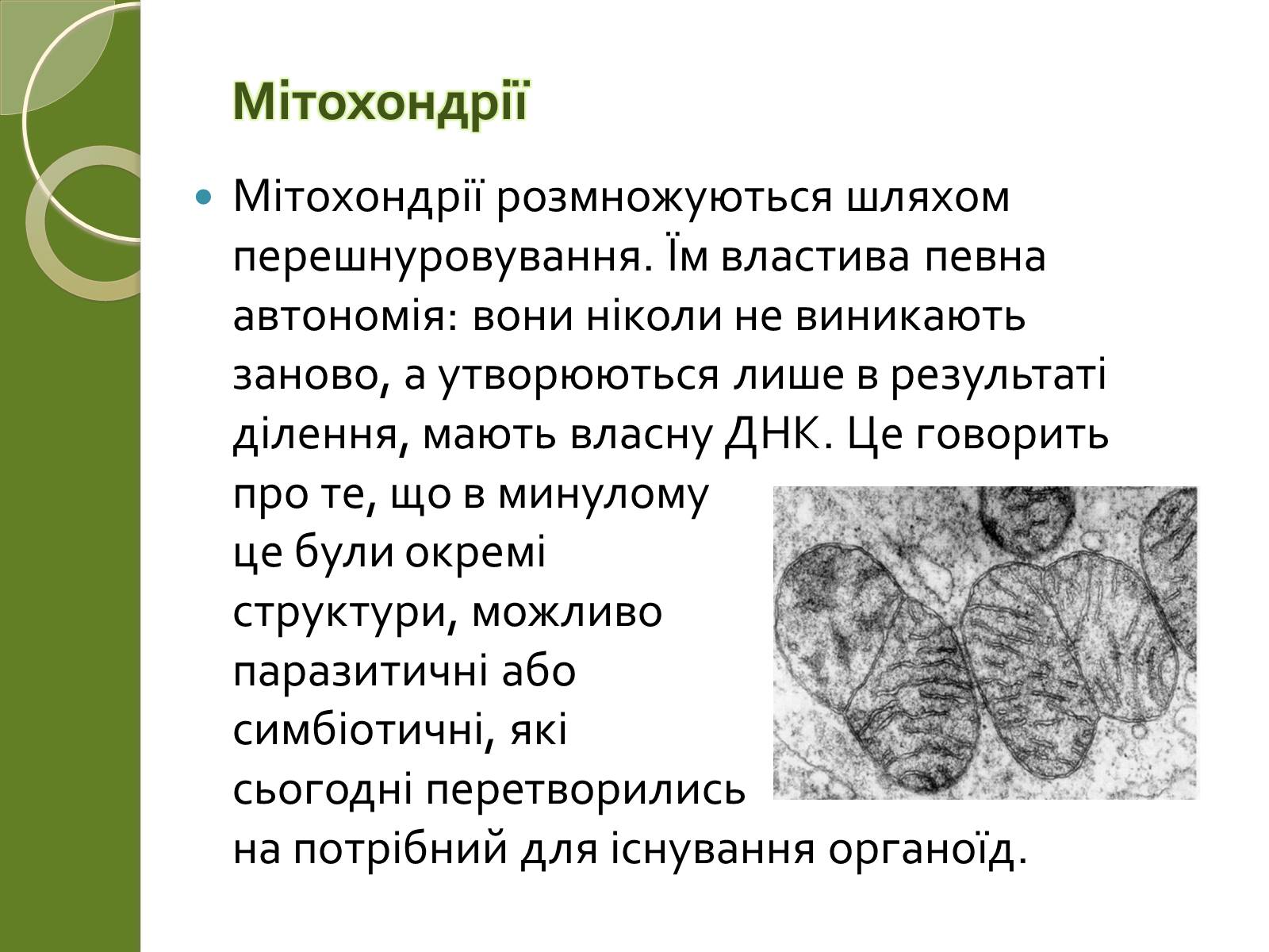 Презентація на тему «Двомембранні органели» (варіант 2) - Слайд #11 Презентація на тему «Двомембранні органели» (варіант 2) - Слайд #11