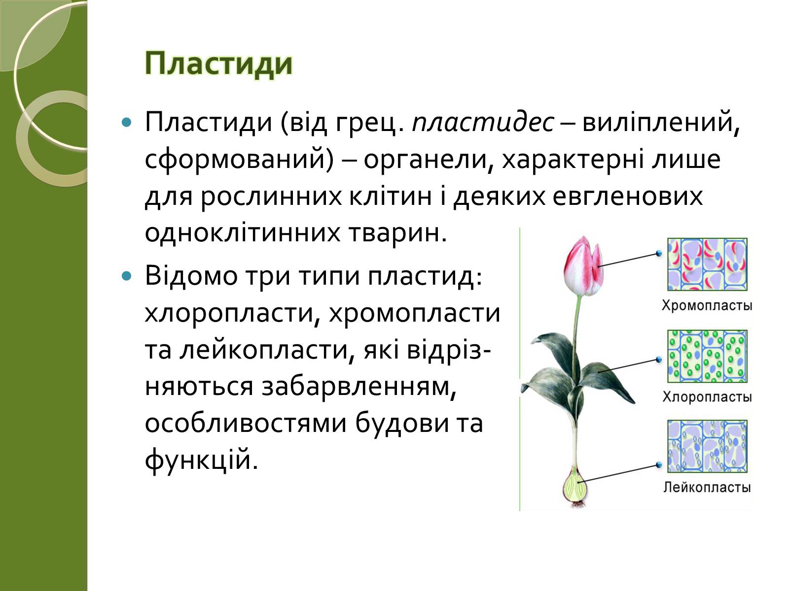 Презентація на тему «Двомембранні органели» (варіант 2) - Слайд #12 Презентація на тему «Двомембранні органели» (варіант 2) - Слайд #12