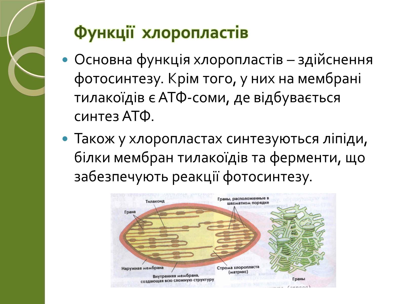 Презентація на тему «Двомембранні органели» (варіант 2) - Слайд #15 Презентація на тему «Двомембранні органели» (варіант 2) - Слайд #15