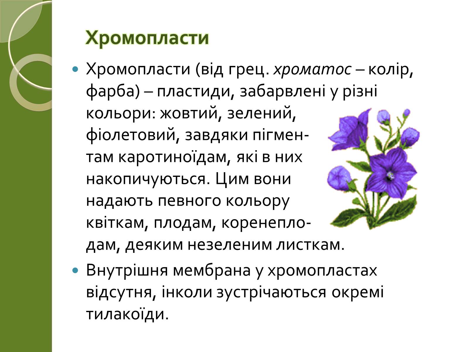 Презентація на тему «Двомембранні органели» (варіант 2) - Слайд #16 Презентація на тему «Двомембранні органели» (варіант 2) - Слайд #16