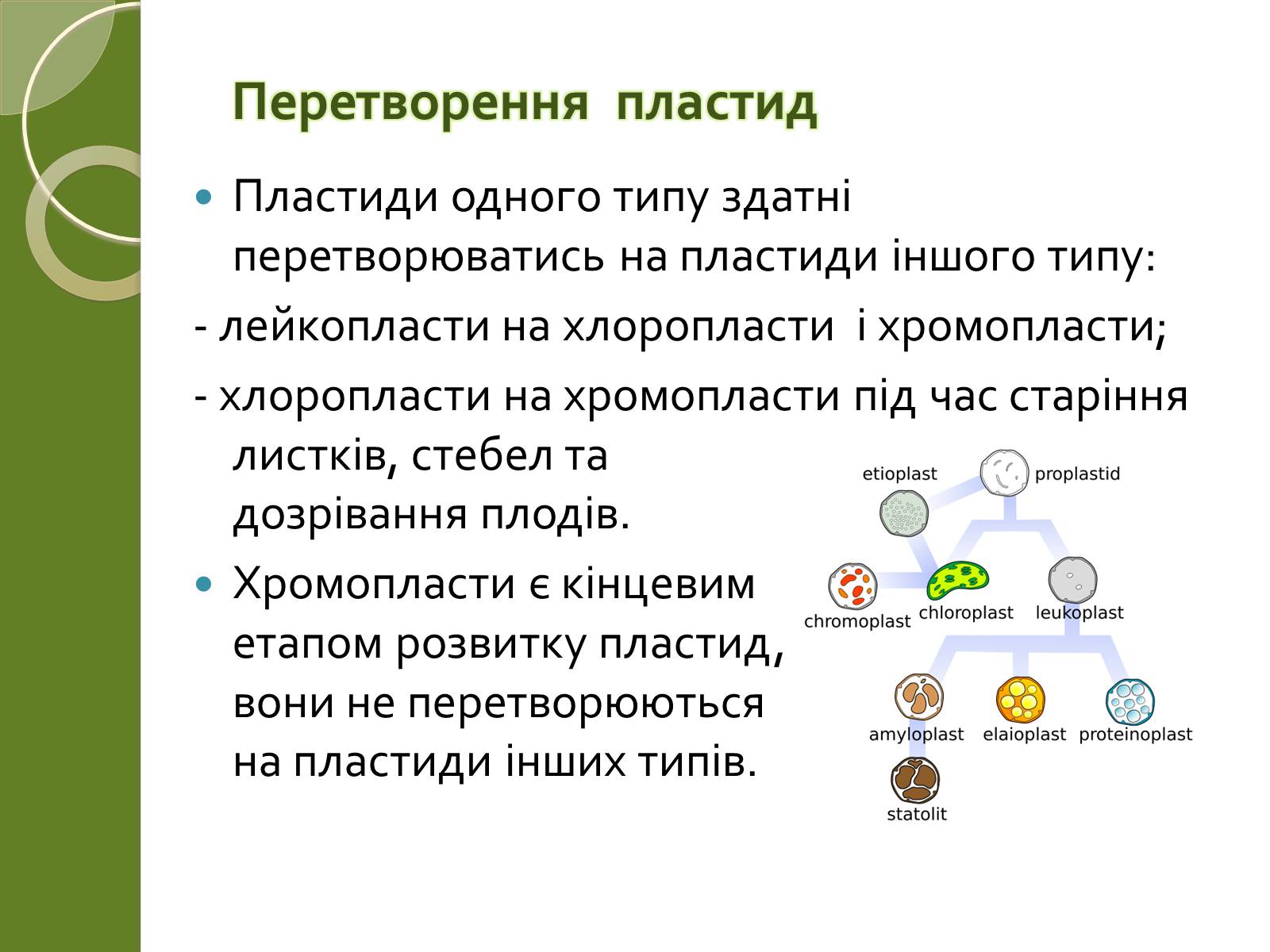 Презентація на тему «Двомембранні органели» (варіант 2) - Слайд #18 Презентація на тему «Двомембранні органели» (варіант 2) - Слайд #18