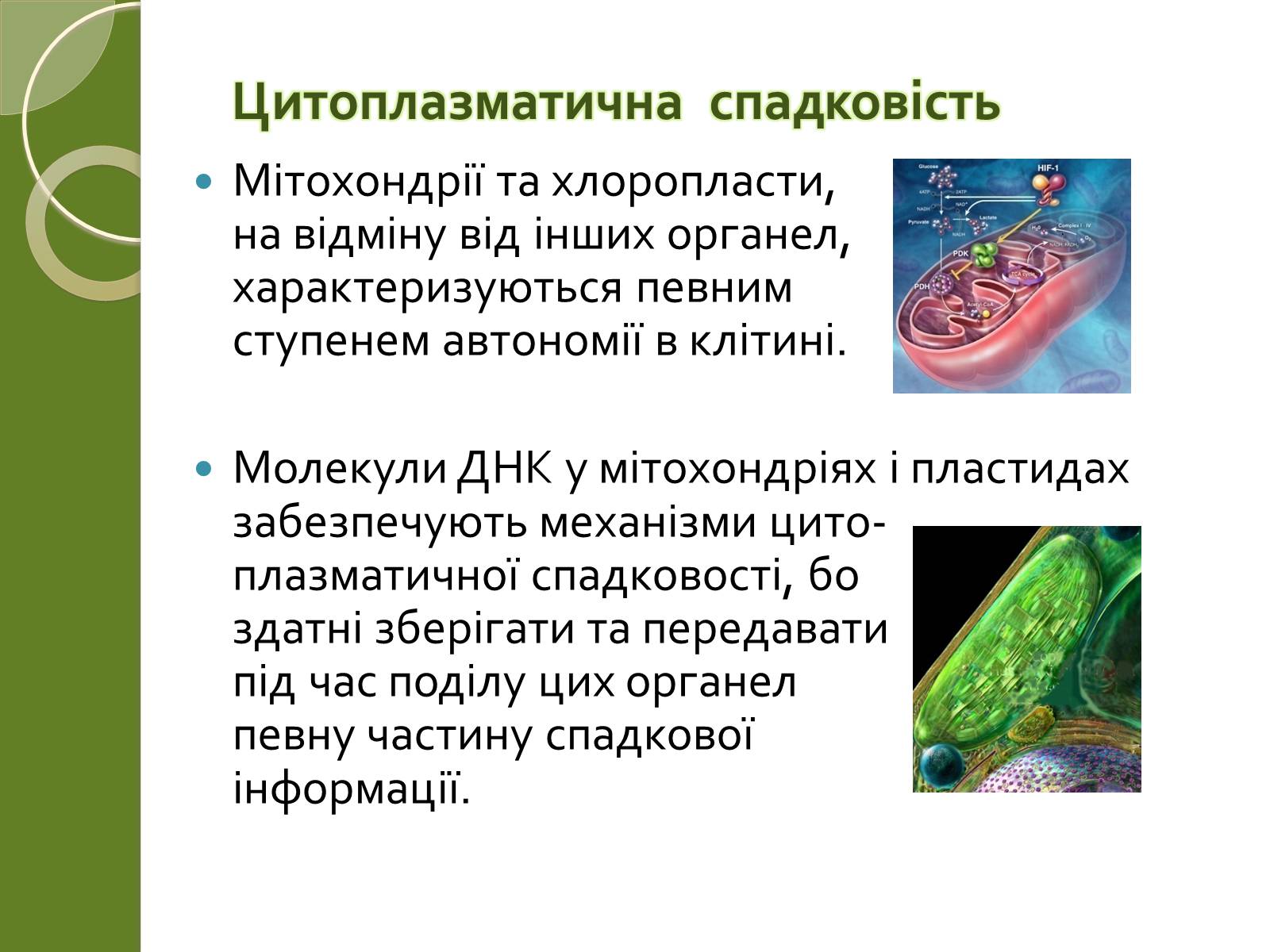 Презентація на тему «Двомембранні органели» (варіант 2) - Слайд #19 Презентація на тему «Двомембранні органели» (варіант 2) - Слайд #19