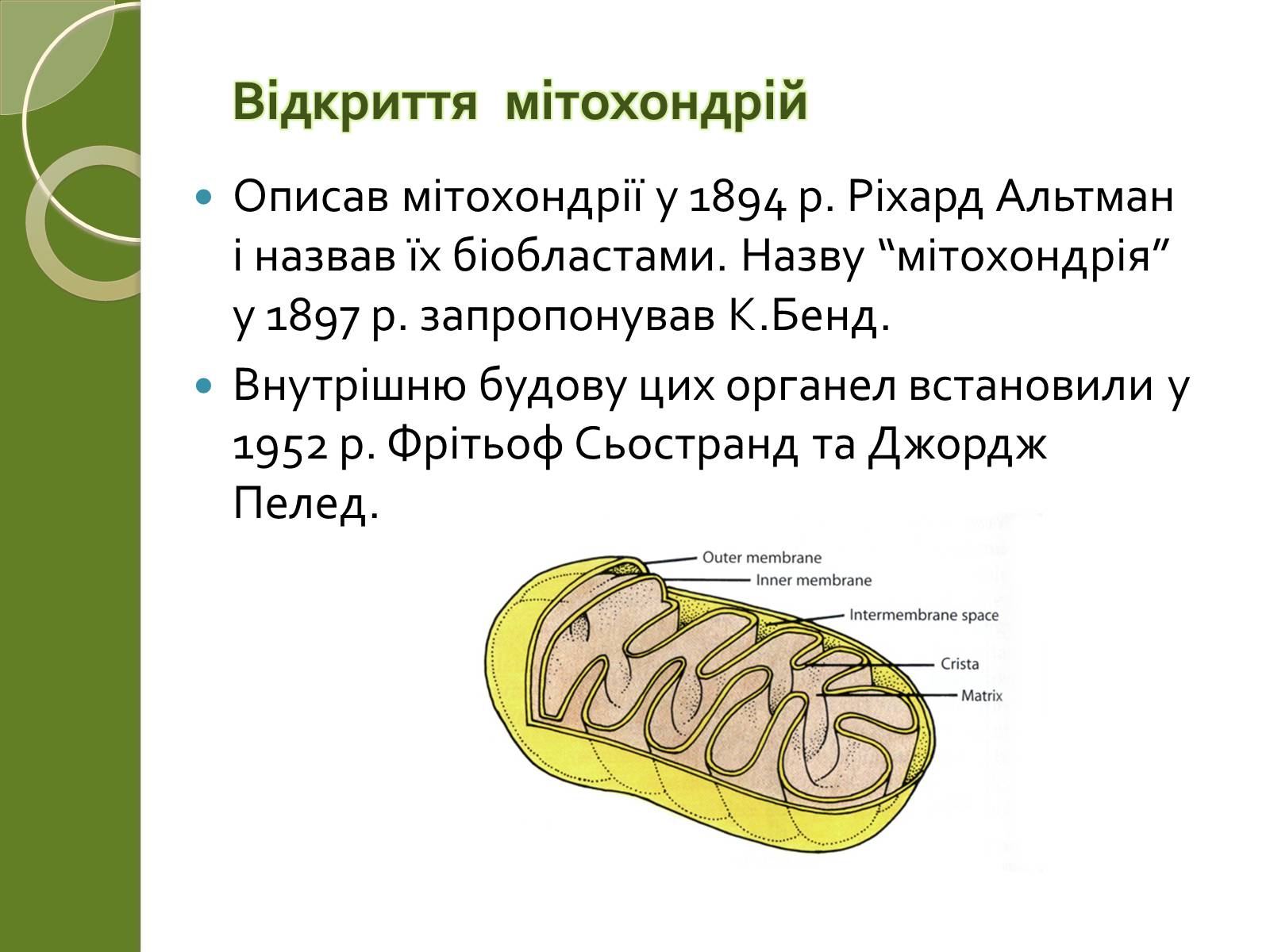 Презентація на тему «Двомембранні органели» (варіант 2) - Слайд #9 Презентація на тему «Двомембранні органели» (варіант 2) - Слайд #9