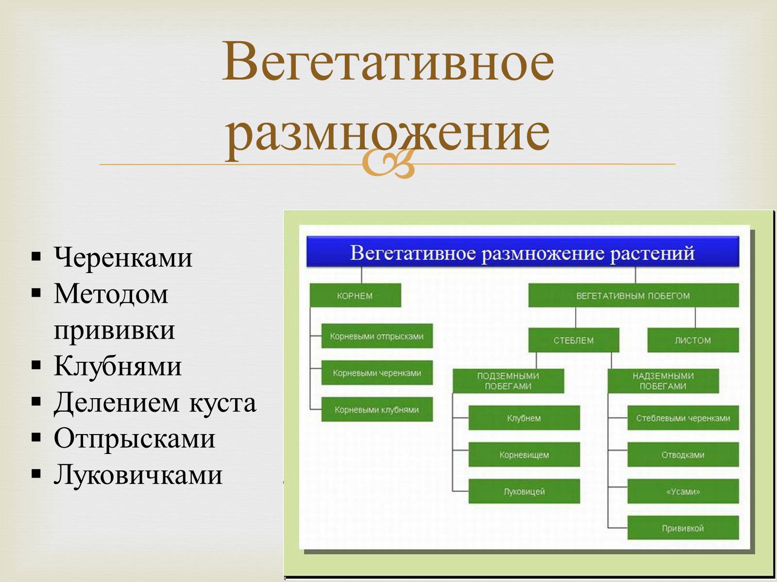 Презентація на тему «Размножение растений» - Слайд #3 Презентація на тему «Размножение растений» - Слайд #3