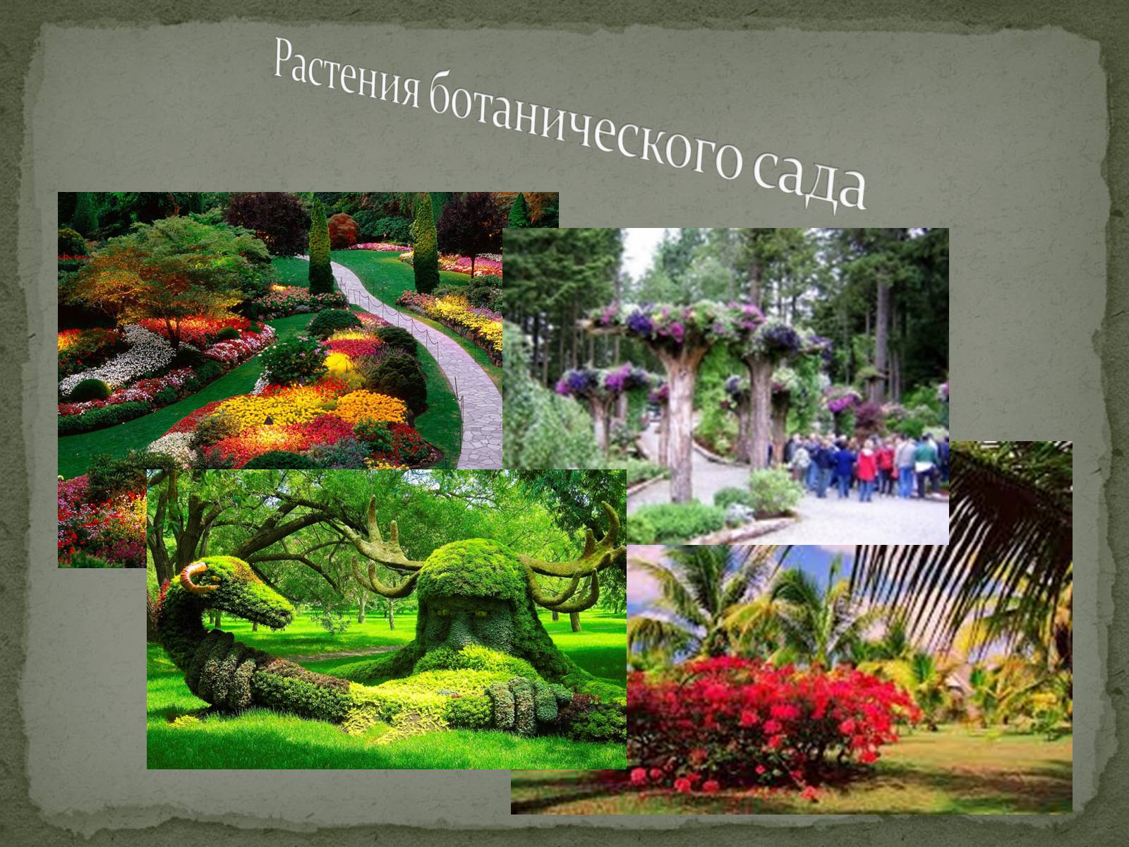 Презентація на тему «Размножение растений» - Слайд #6 Презентація на тему «Размножение растений» - Слайд #6