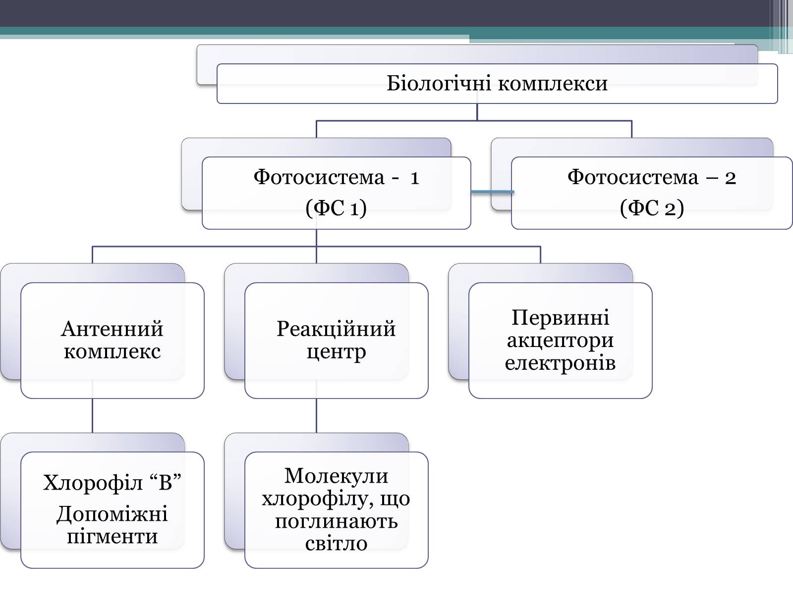 Презентація на тему «Фотосинтез» (варіант 8) - Слайд #8 Презентація на тему «Фотосинтез» (варіант 8) - Слайд #8