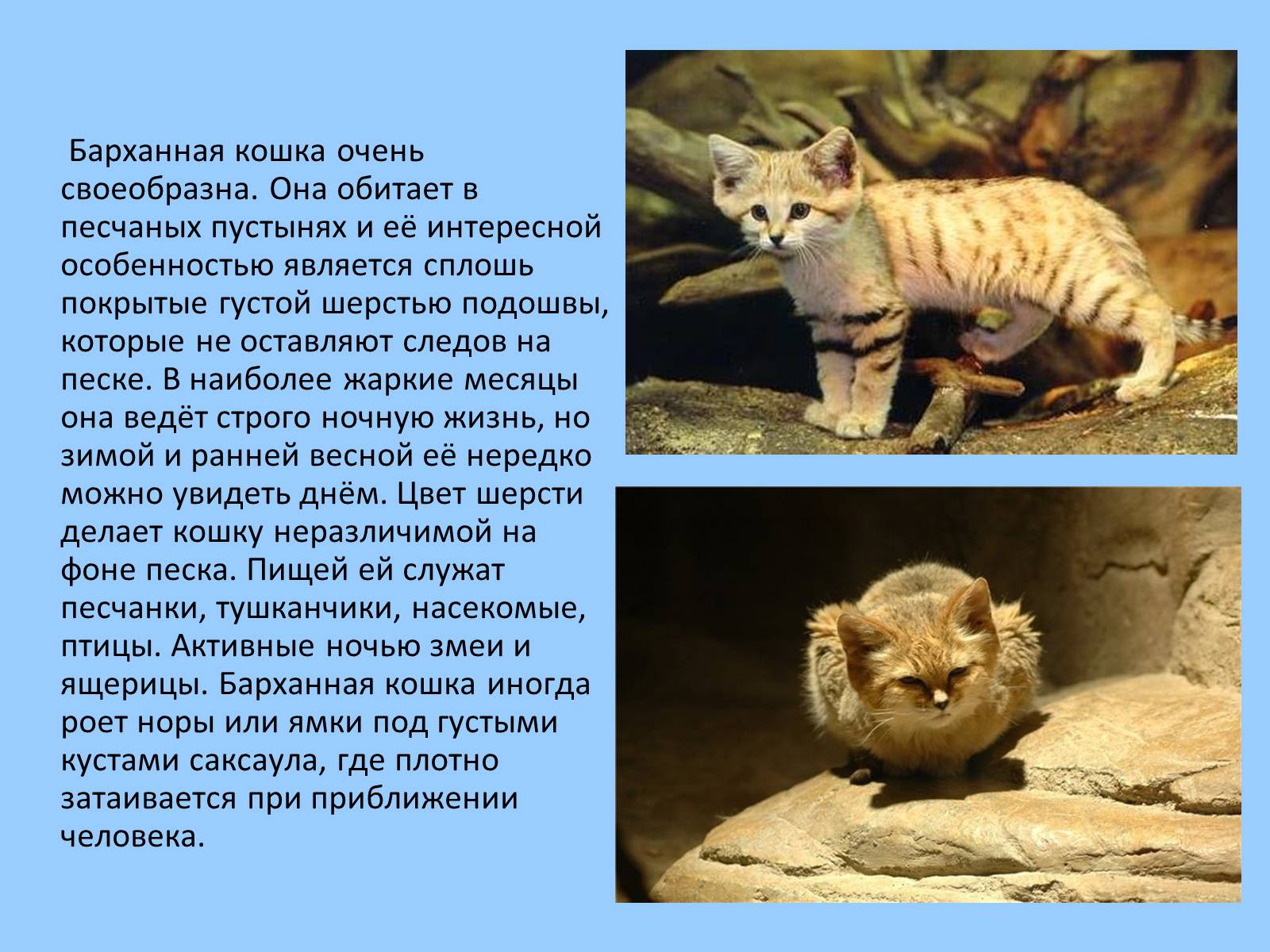 Презентація на тему «Дикие кошки» - Слайд #4 Презентація на тему «Дикие кошки» - Слайд #4
