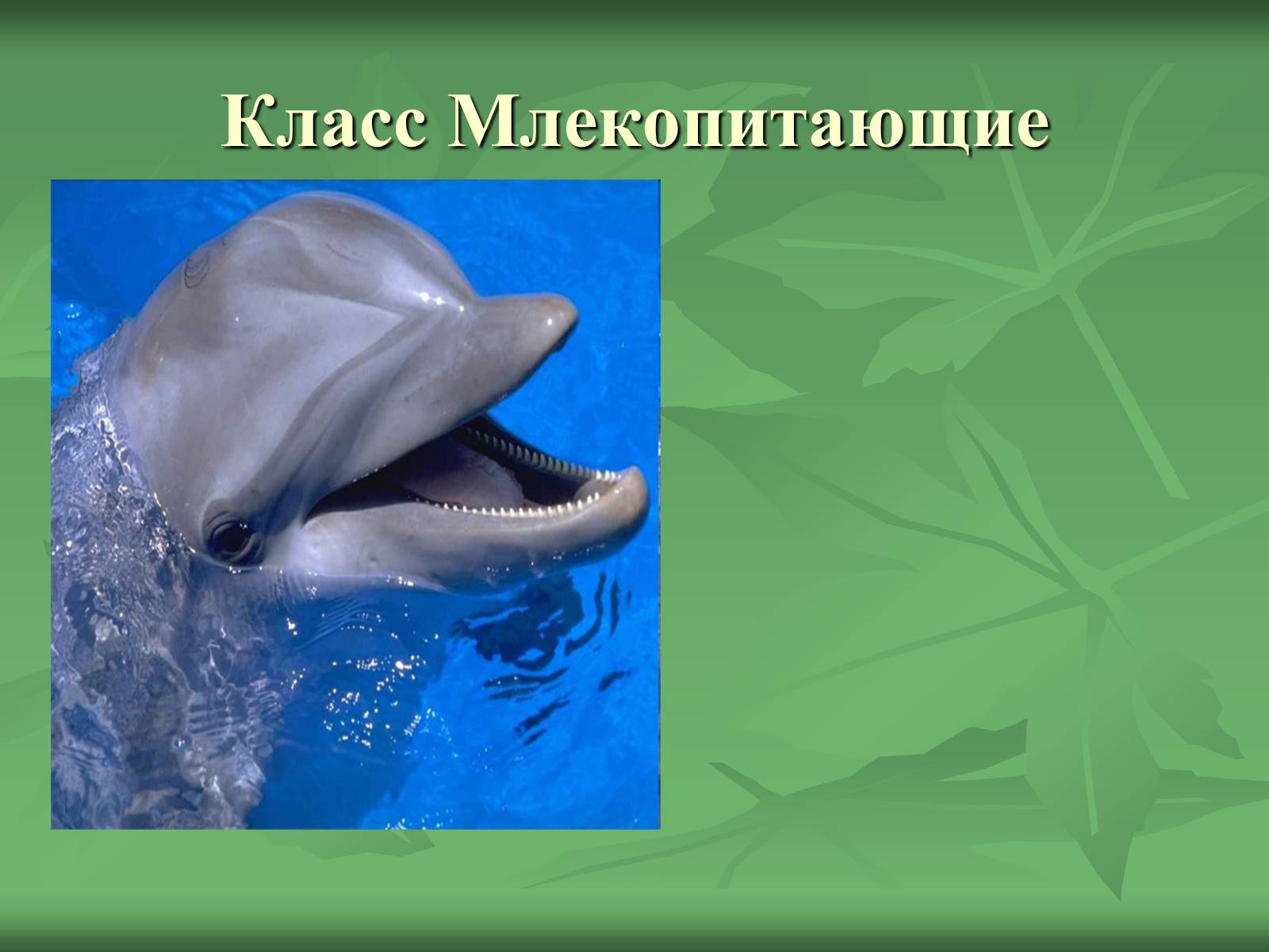 Презентація на тему «Класс Млекопитающие» (варіант 1) - Слайд #1 Презентація на тему «Класс Млекопитающие» (варіант 1) - Слайд #1