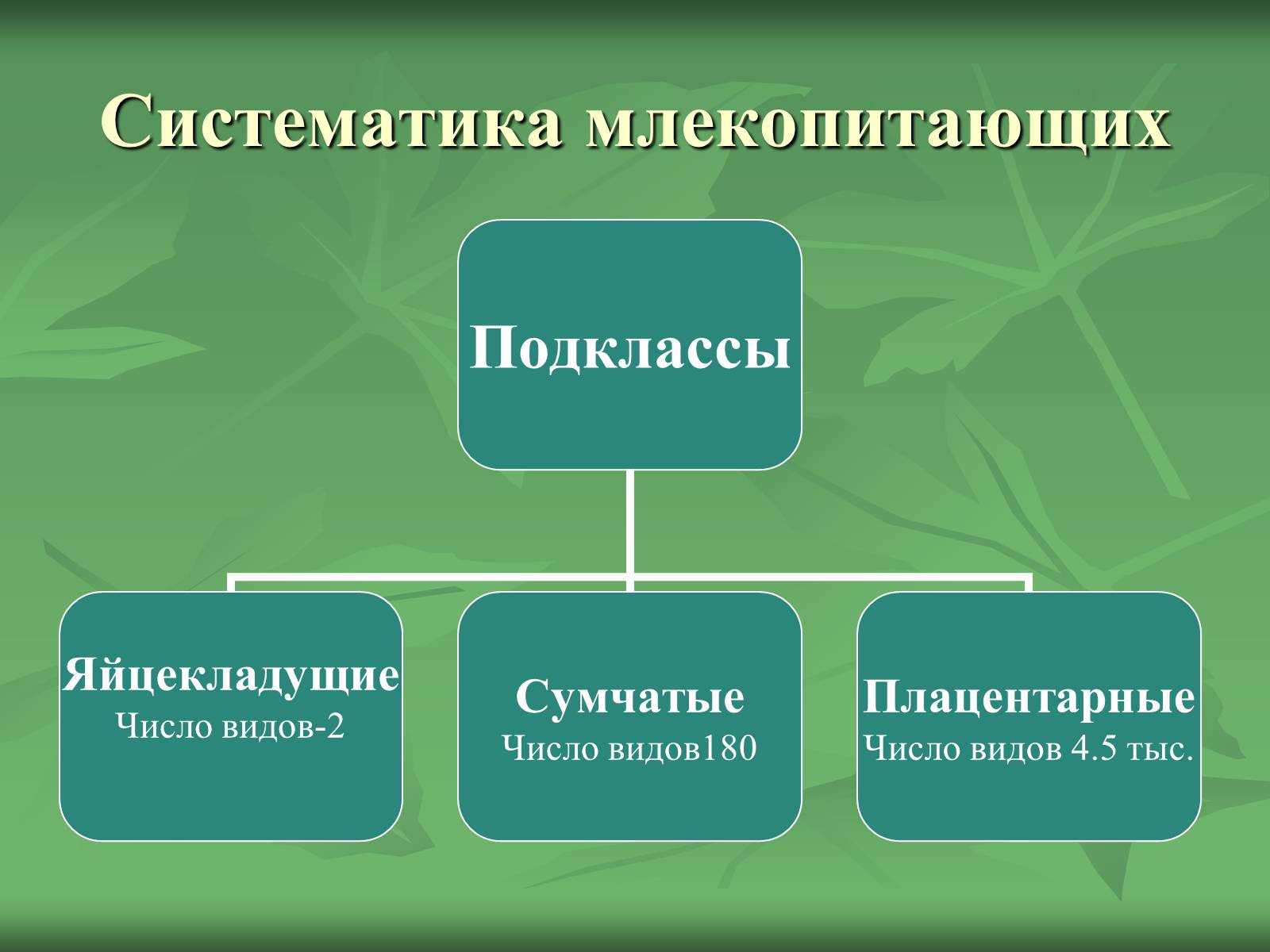 Презентація на тему «Класс Млекопитающие» (варіант 1) - Слайд #11 Презентація на тему «Класс Млекопитающие» (варіант 1) - Слайд #11