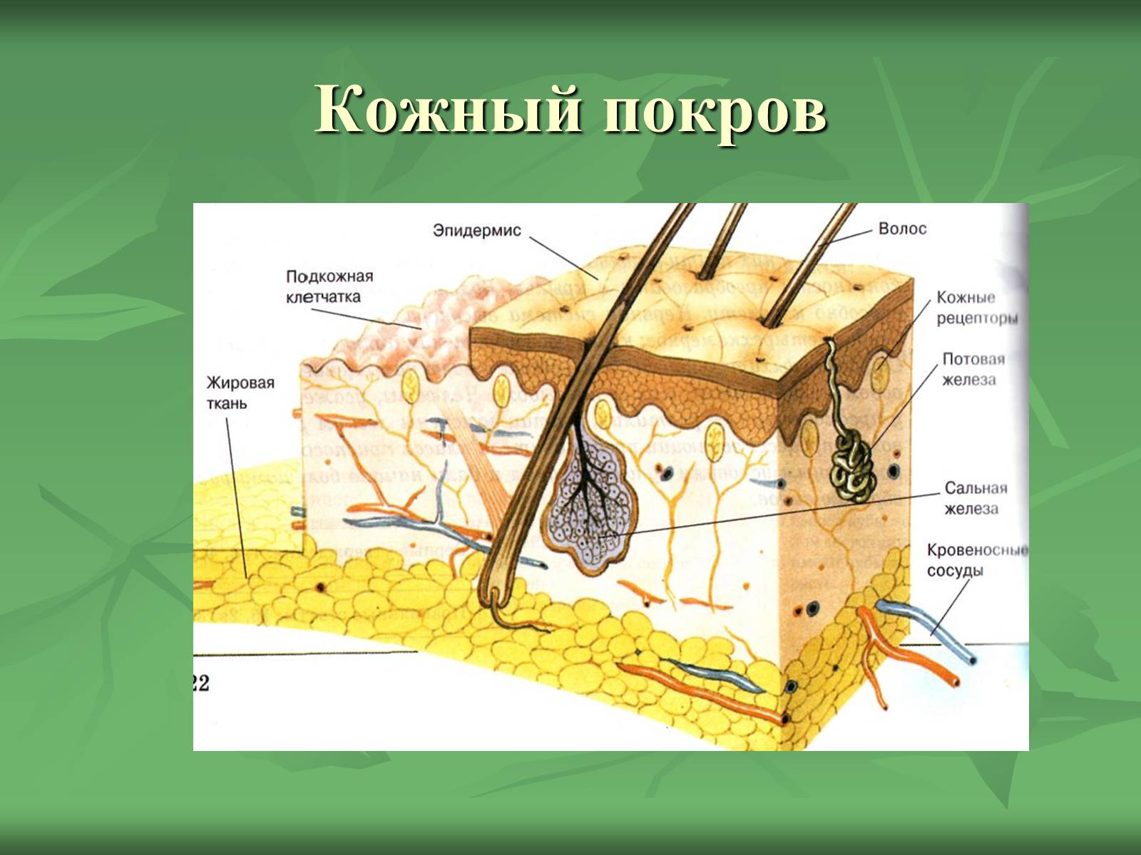 Презентація на тему «Класс Млекопитающие» (варіант 1) - Слайд #13 Презентація на тему «Класс Млекопитающие» (варіант 1) - Слайд #13