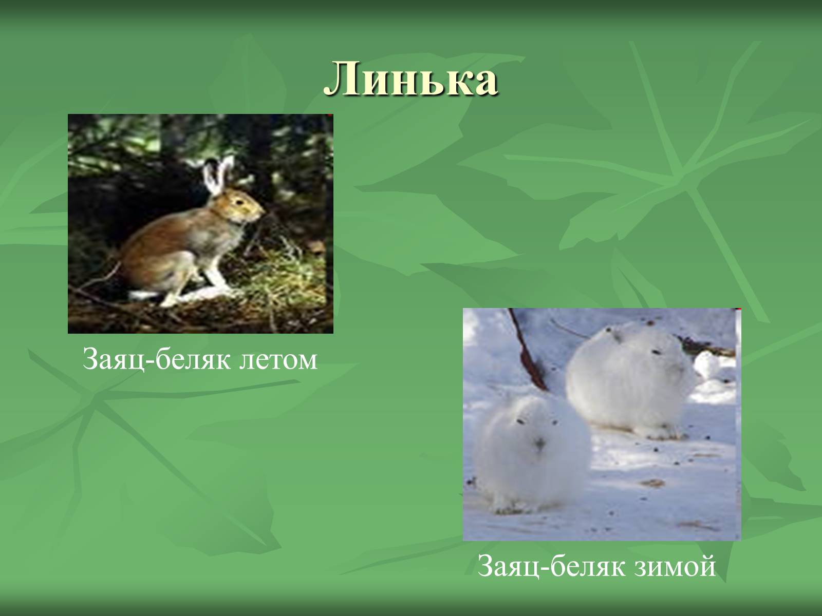 Презентація на тему «Класс Млекопитающие» (варіант 1) - Слайд #15 Презентація на тему «Класс Млекопитающие» (варіант 1) - Слайд #15