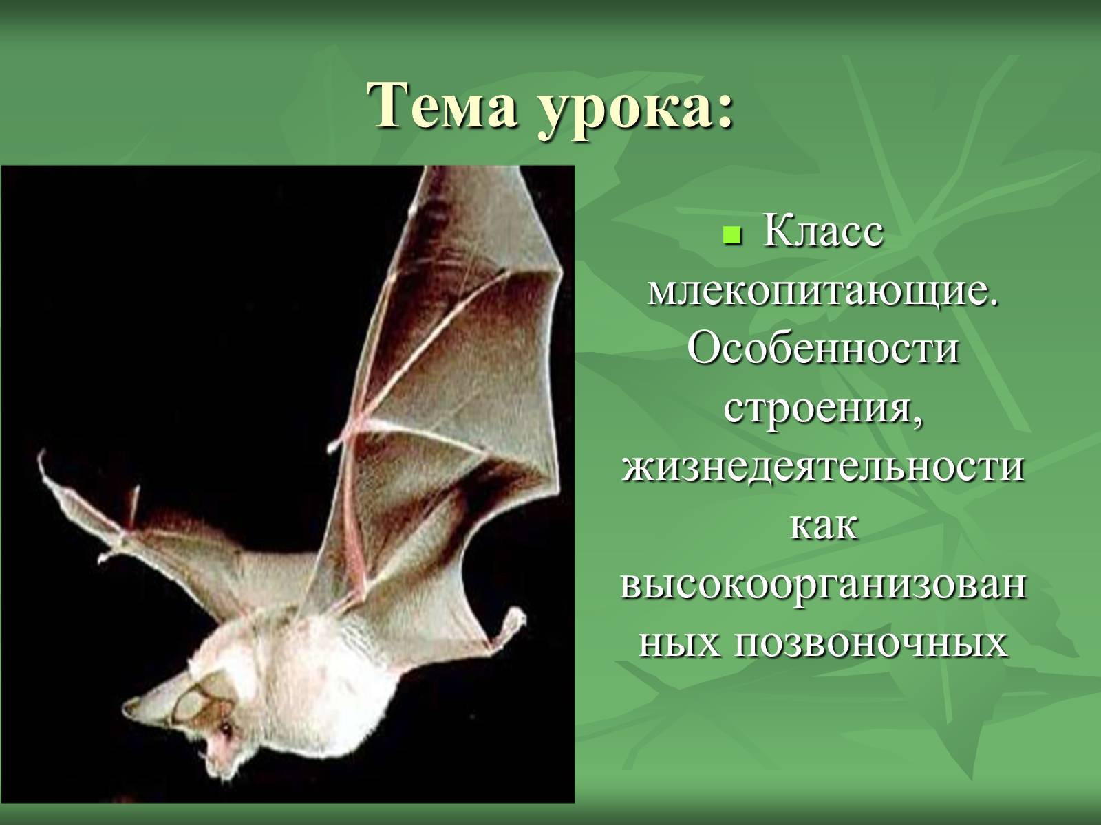 Презентація на тему «Класс Млекопитающие» (варіант 1) - Слайд #2 Презентація на тему «Класс Млекопитающие» (варіант 1) - Слайд #2