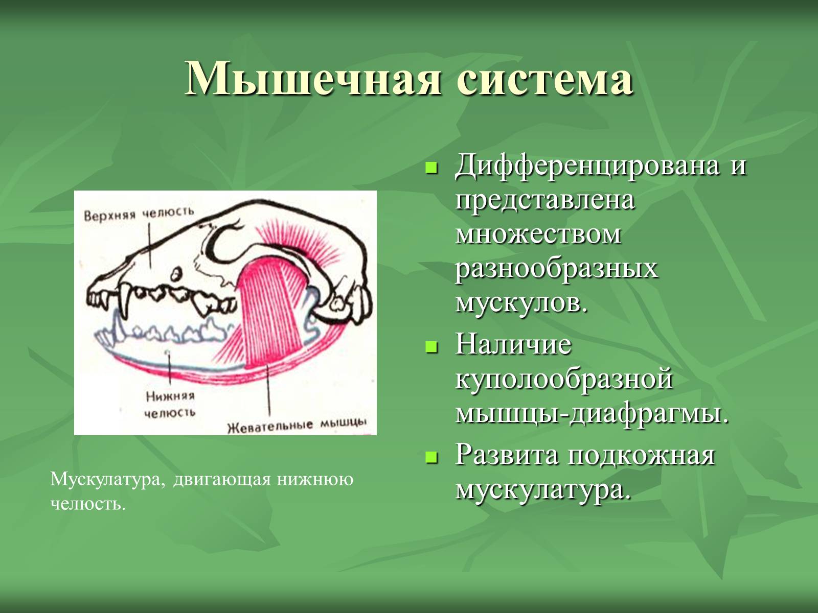 Презентація на тему «Класс Млекопитающие» (варіант 1) - Слайд #23 Презентація на тему «Класс Млекопитающие» (варіант 1) - Слайд #23
