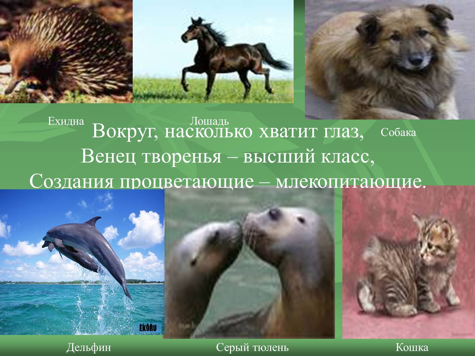 Презентація на тему «Класс Млекопитающие» (варіант 1) - Слайд #4 Презентація на тему «Класс Млекопитающие» (варіант 1) - Слайд #4
