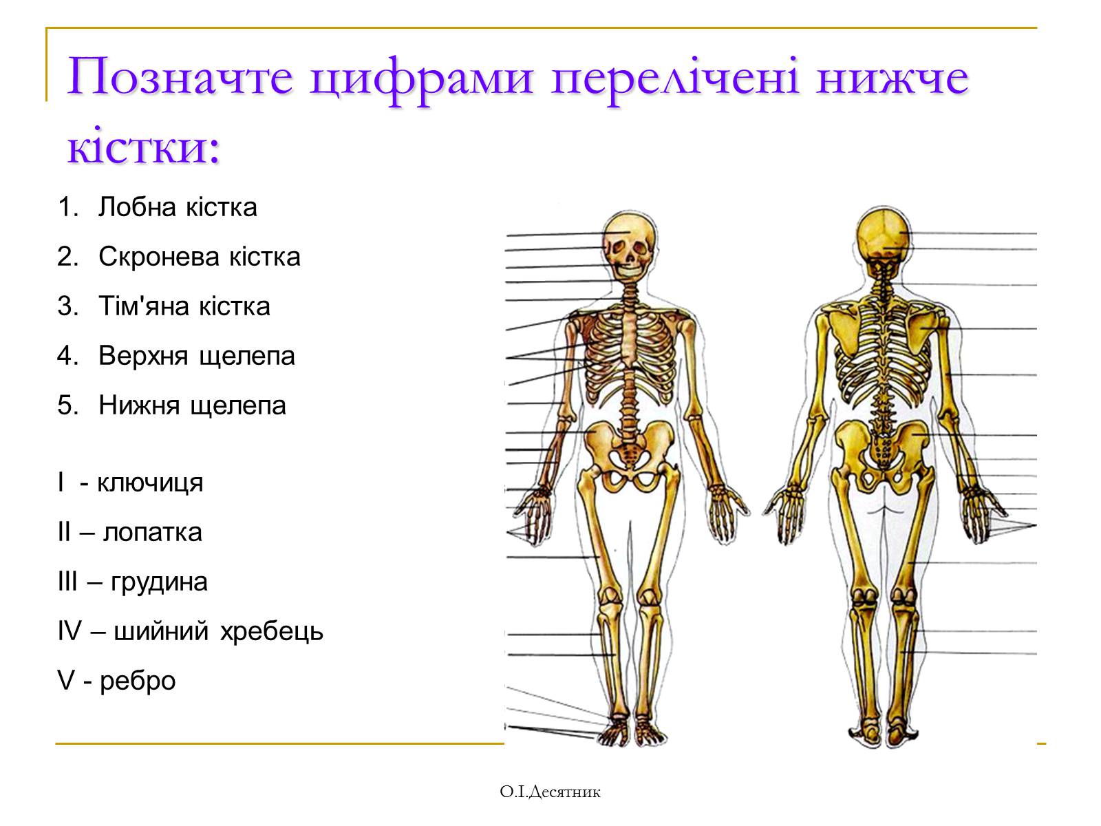 Презентація на тему «Система органів опори і руху» - Слайд #12 Презентація на тему «Система органів опори і руху» - Слайд #12