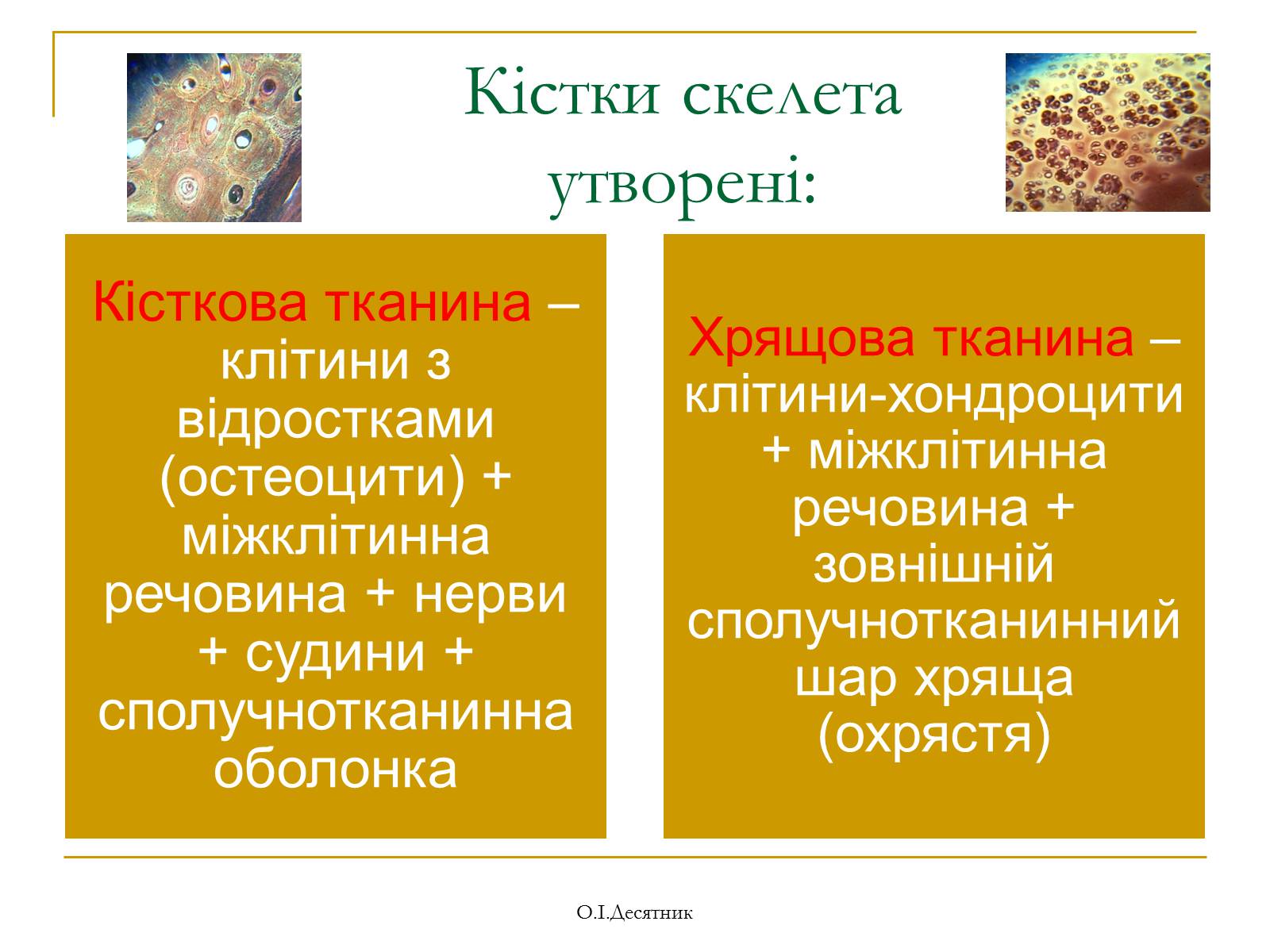 Презентація на тему «Система органів опори і руху» - Слайд #4 Презентація на тему «Система органів опори і руху» - Слайд #4
