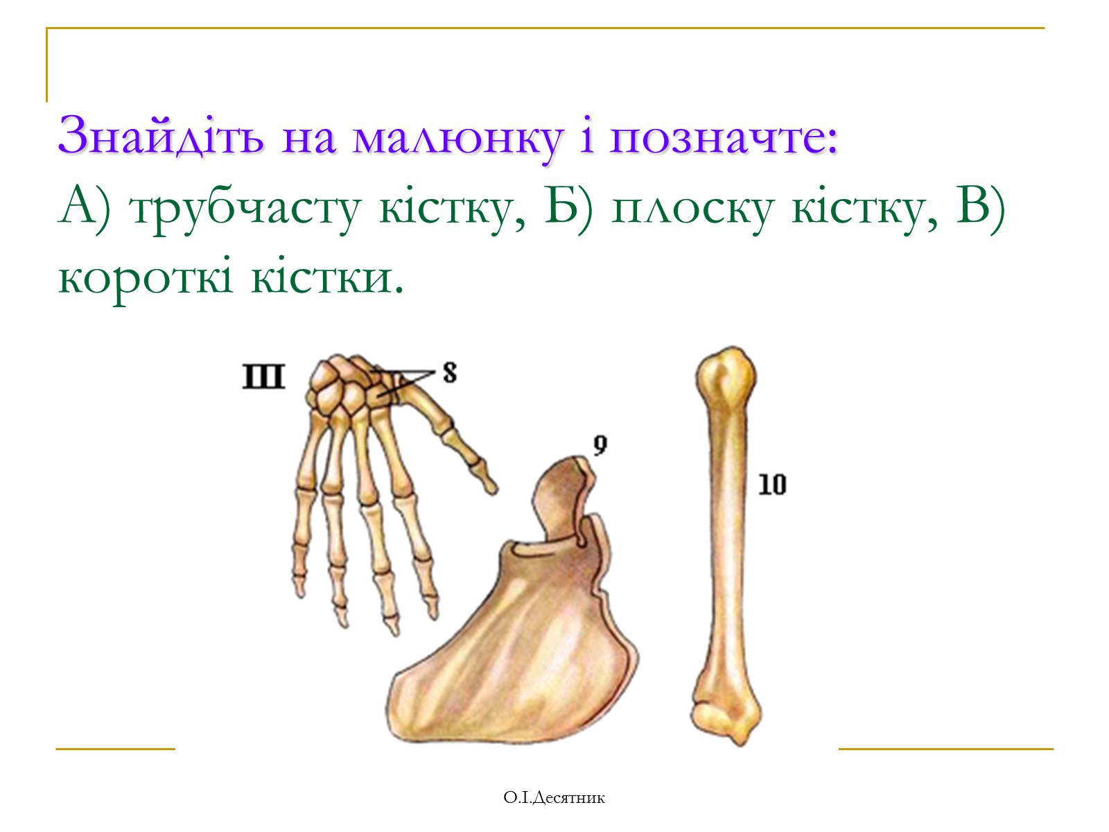 Презентація на тему «Система органів опори і руху» - Слайд #6 Презентація на тему «Система органів опори і руху» - Слайд #6