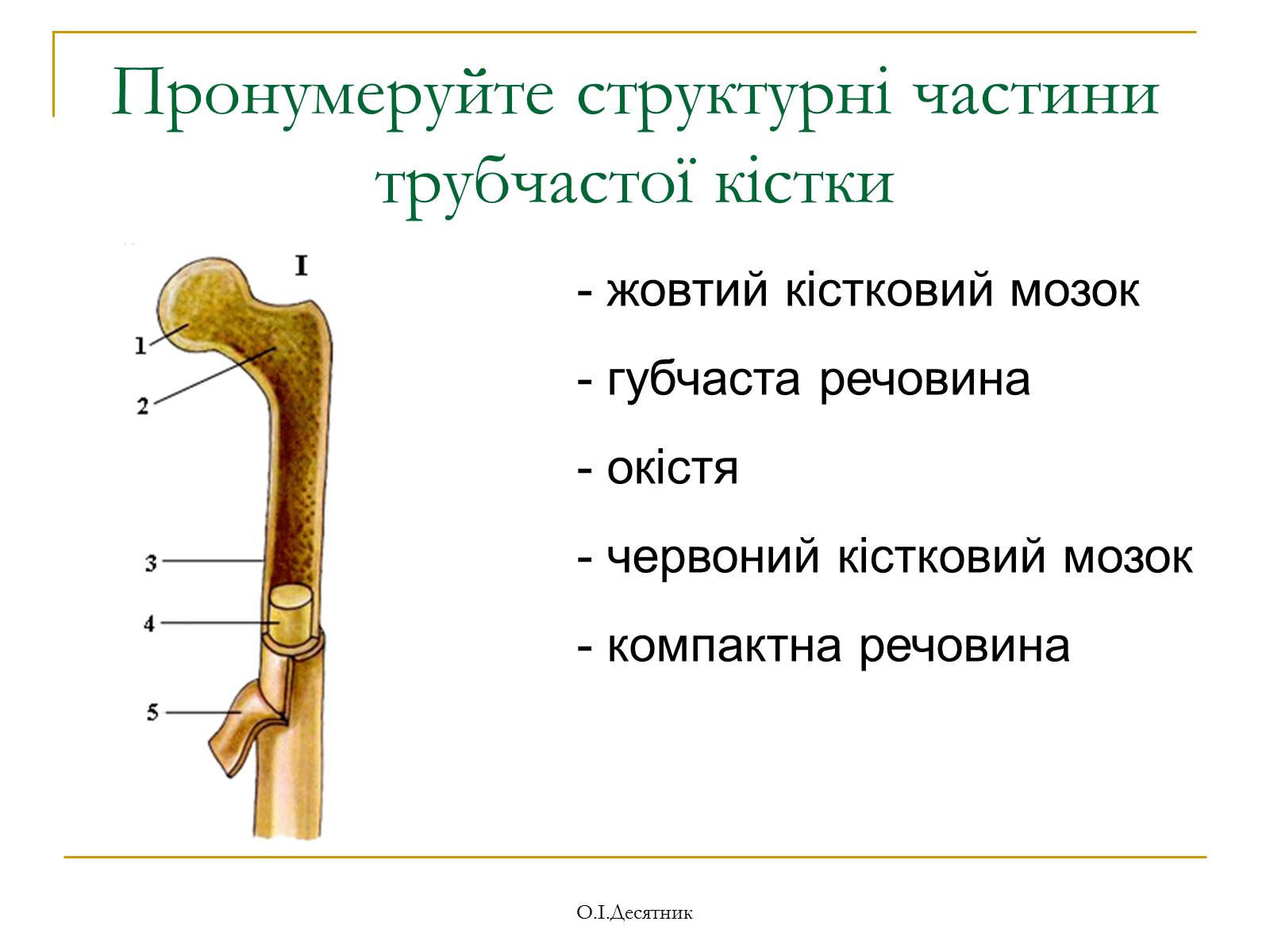 Презентація на тему «Система органів опори і руху» - Слайд #7 Презентація на тему «Система органів опори і руху» - Слайд #7