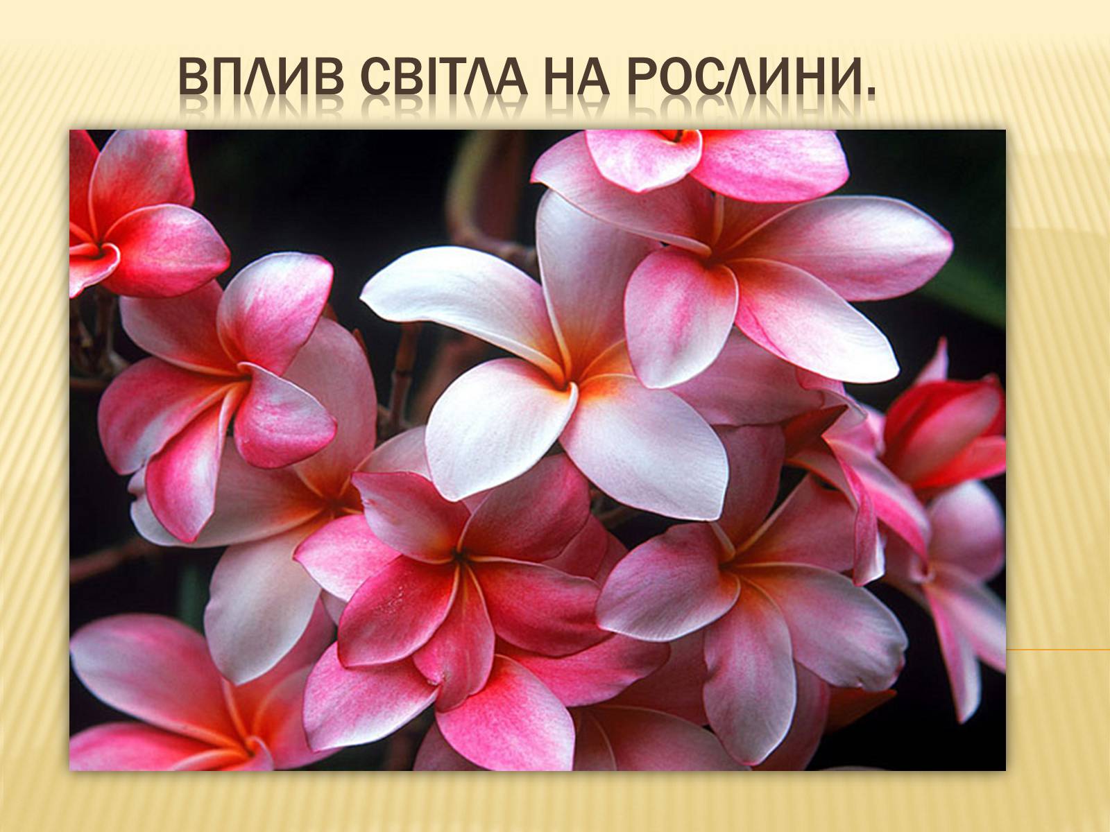 Презентація на тему «Вплив свіТла на рослини» - Слайд #1 Презентація на тему «Вплив свіТла на рослини» - Слайд #1