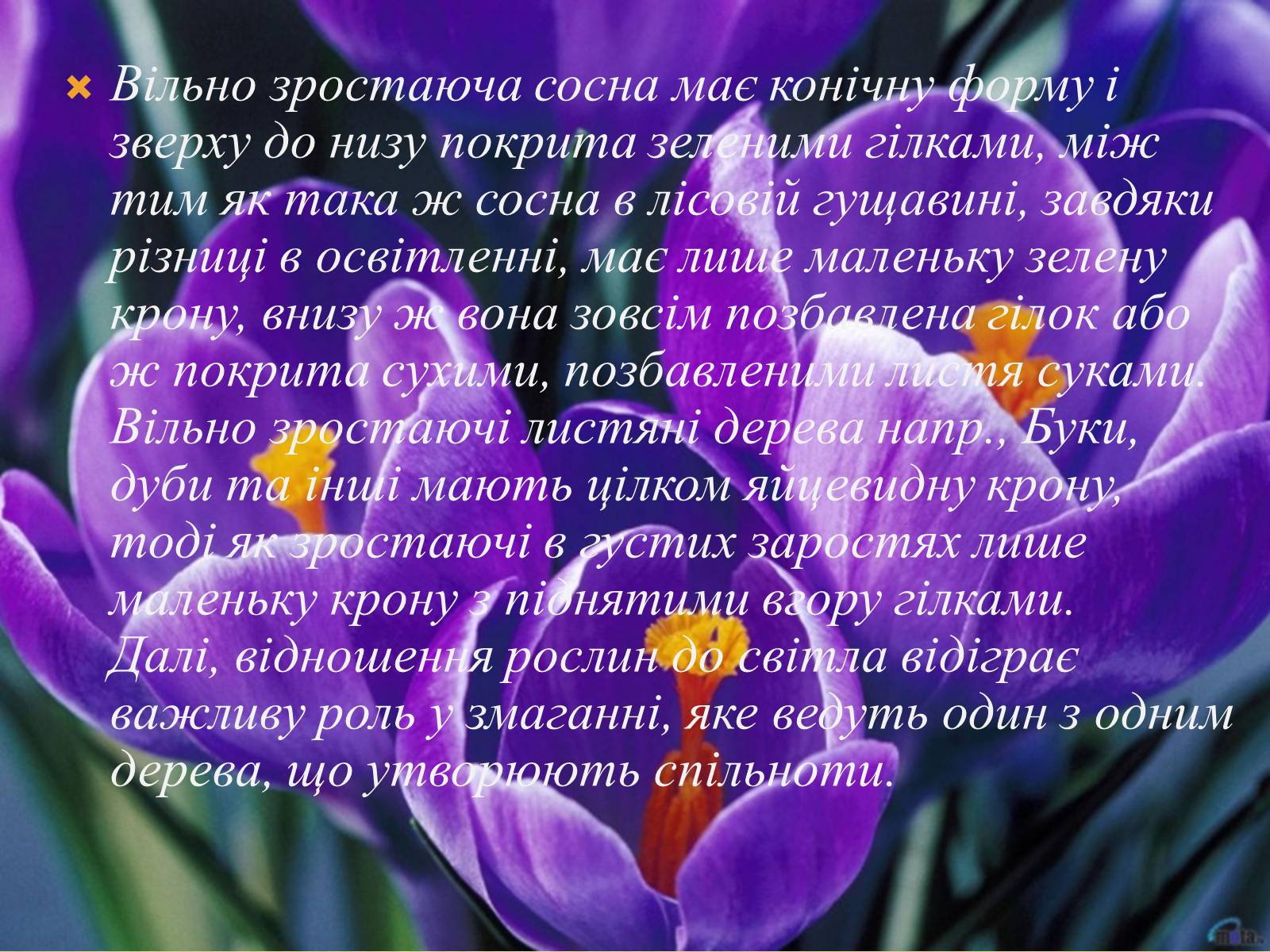 Презентація на тему «Вплив свіТла на рослини» - Слайд #10 Презентація на тему «Вплив свіТла на рослини» - Слайд #10