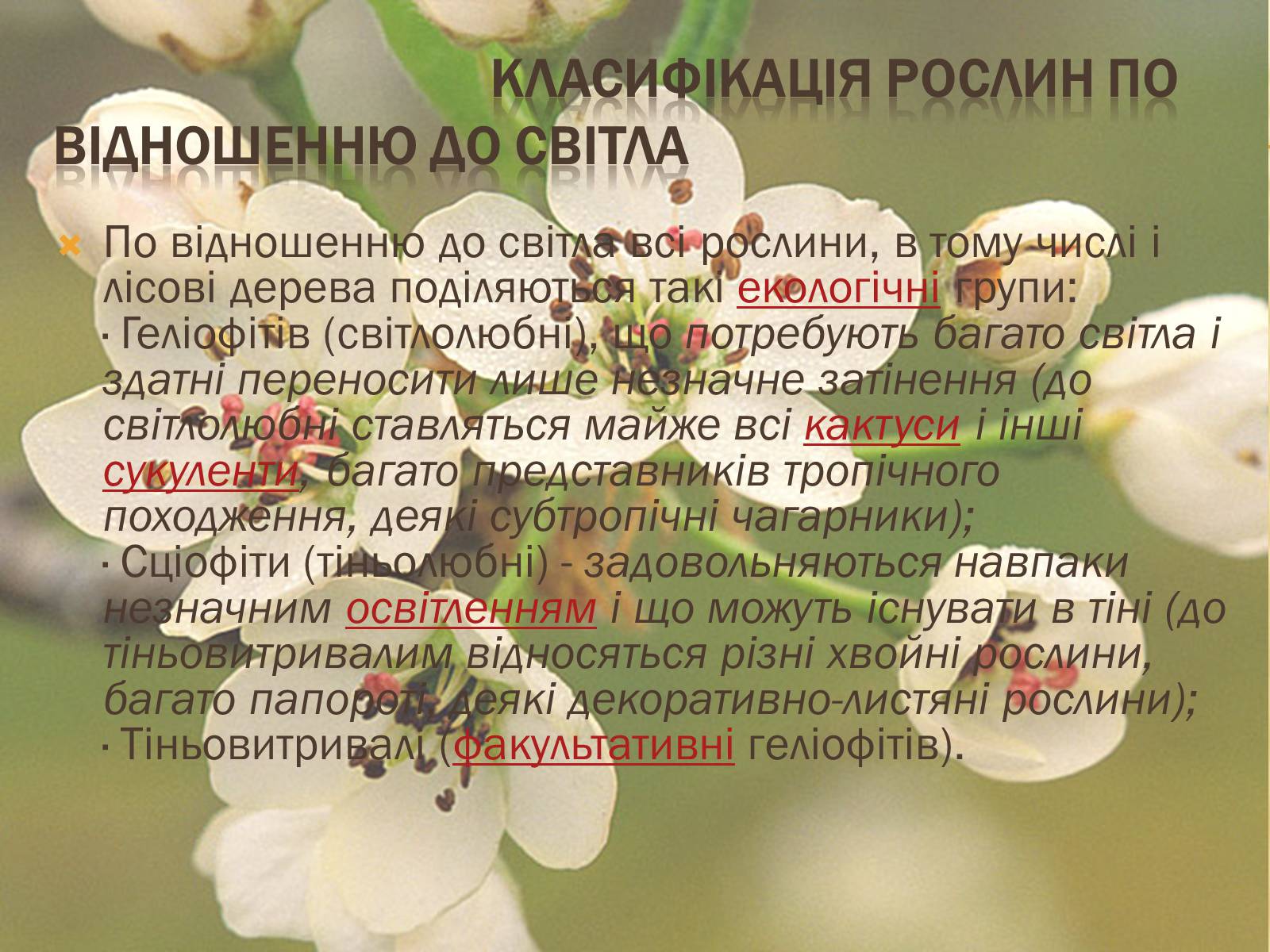 Презентація на тему «Вплив свіТла на рослини» - Слайд #11 Презентація на тему «Вплив свіТла на рослини» - Слайд #11