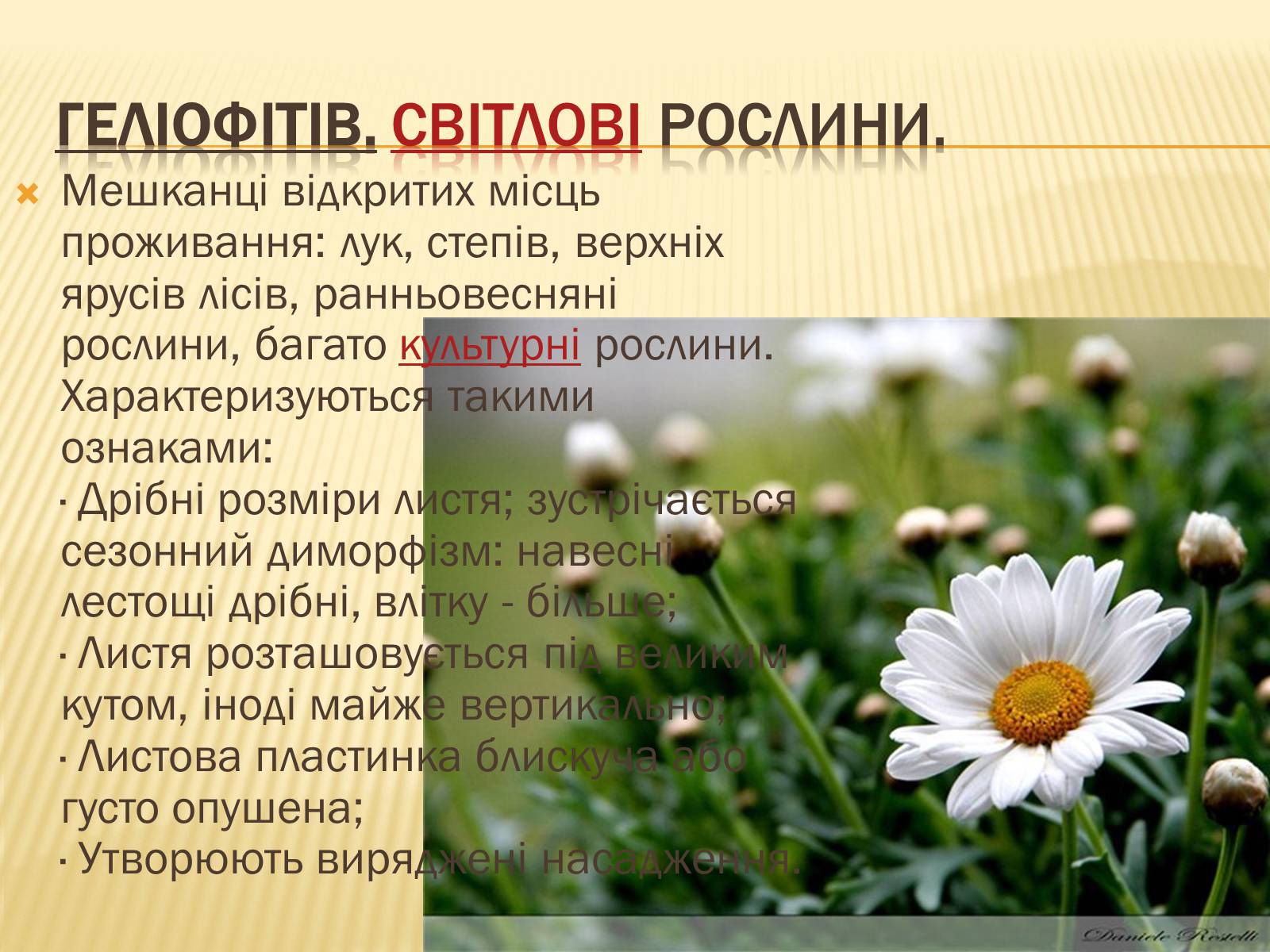 Презентація на тему «Вплив свіТла на рослини» - Слайд #12 Презентація на тему «Вплив свіТла на рослини» - Слайд #12