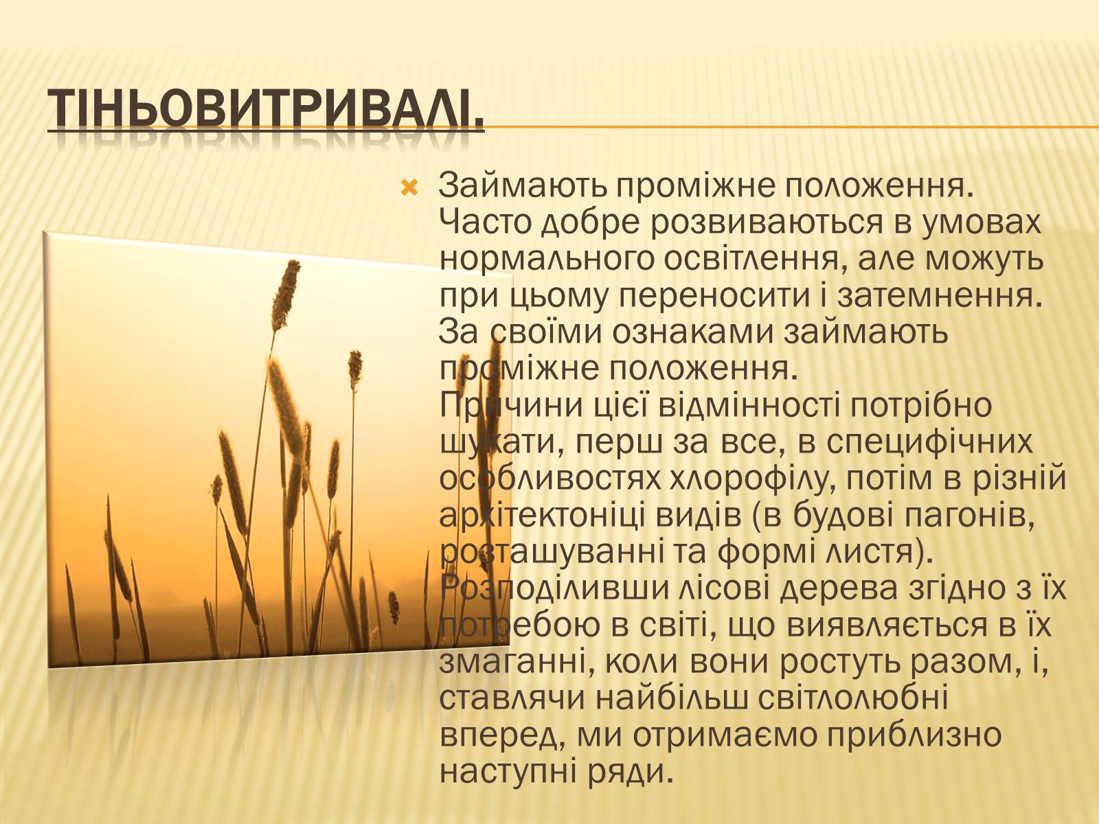 Презентація на тему «Вплив свіТла на рослини» - Слайд #14 Презентація на тему «Вплив свіТла на рослини» - Слайд #14