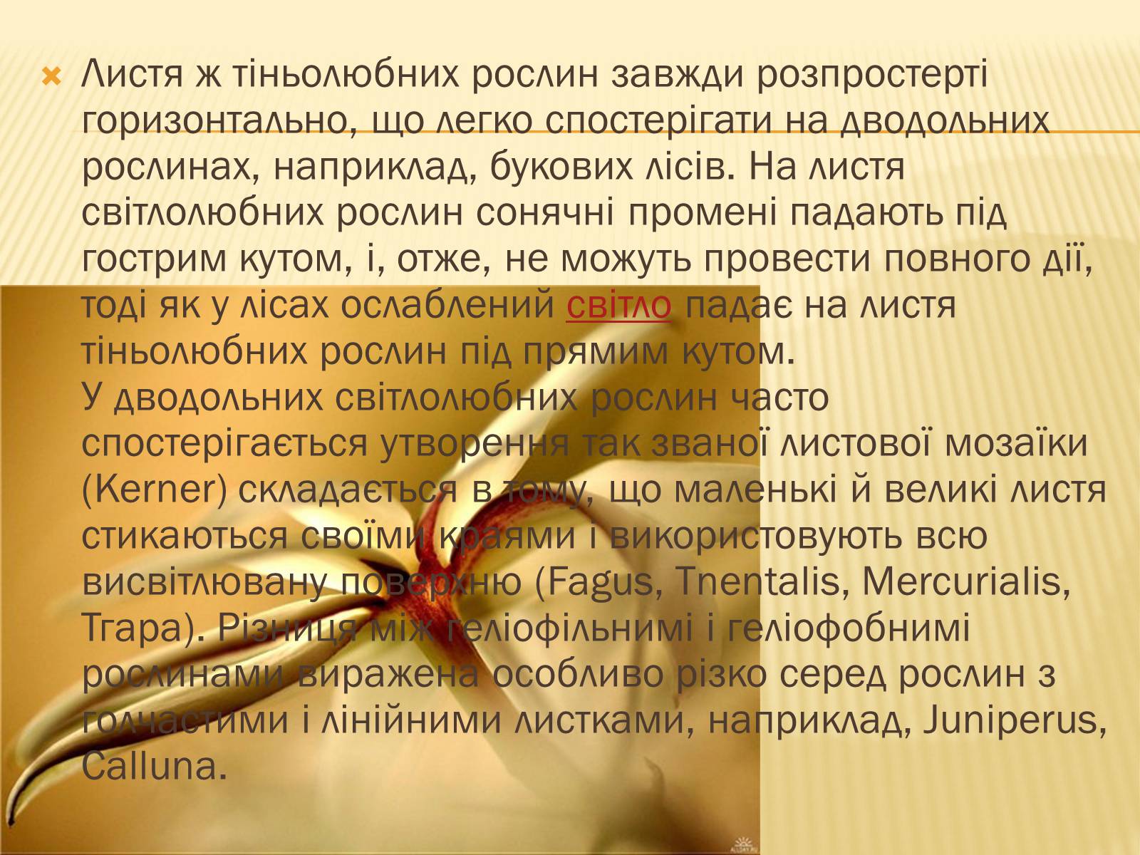 Презентація на тему «Вплив свіТла на рослини» - Слайд #18 Презентація на тему «Вплив свіТла на рослини» - Слайд #18