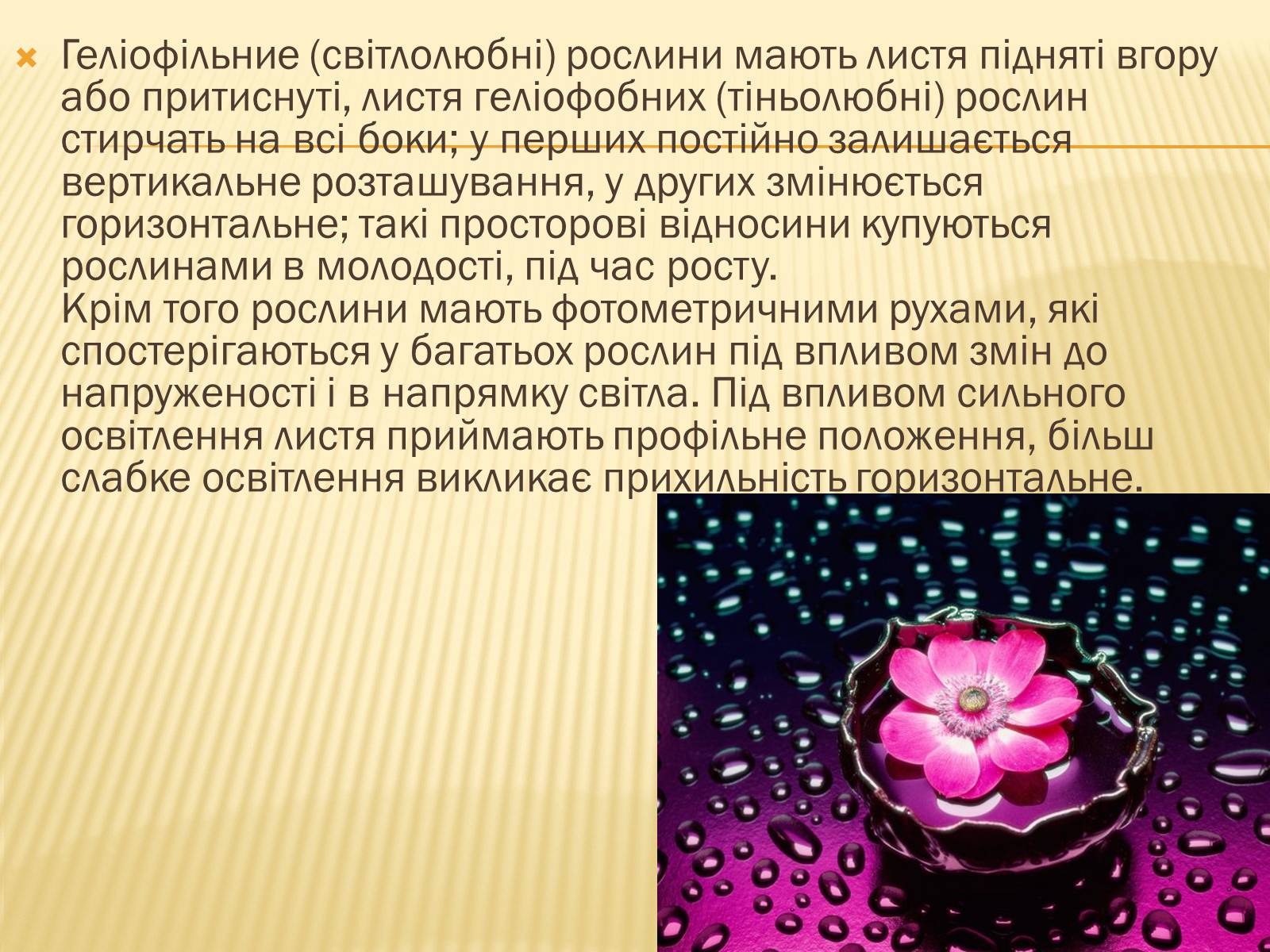 Презентація на тему «Вплив свіТла на рослини» - Слайд #19 Презентація на тему «Вплив свіТла на рослини» - Слайд #19