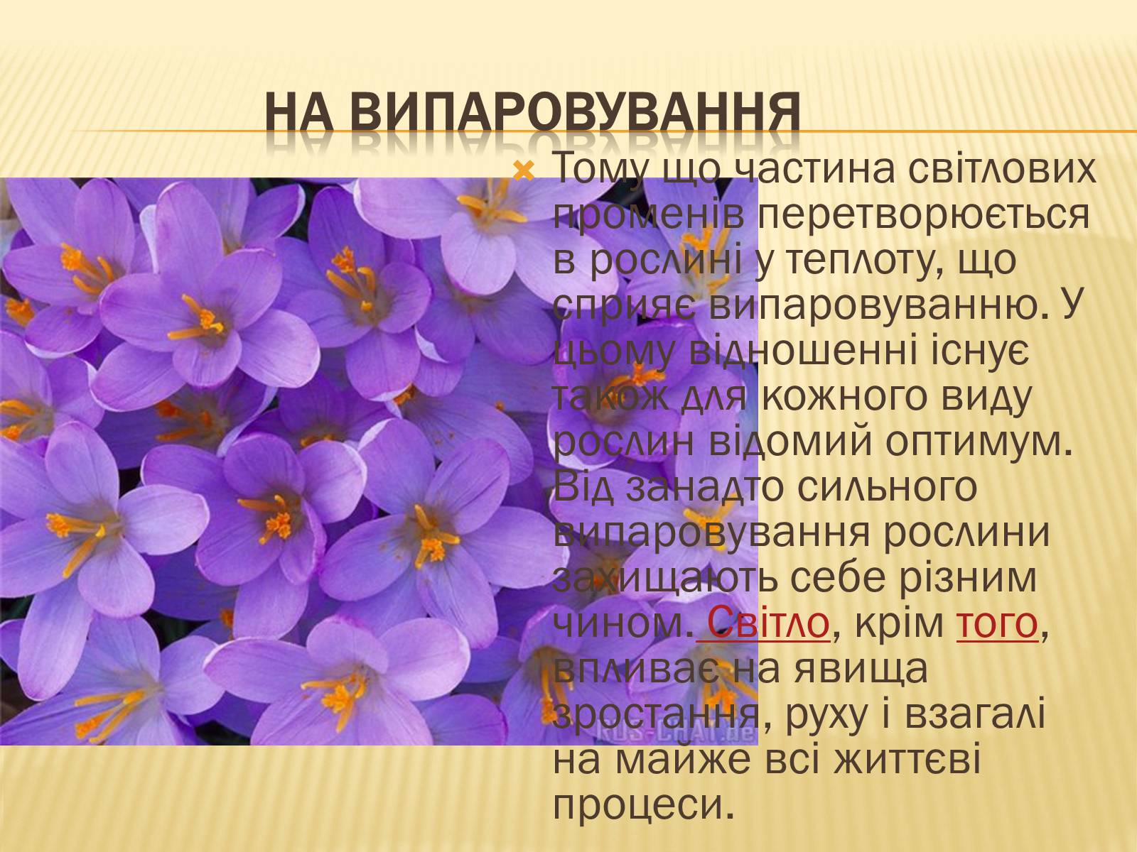 Презентація на тему «Вплив свіТла на рослини» - Слайд #5 Презентація на тему «Вплив свіТла на рослини» - Слайд #5
