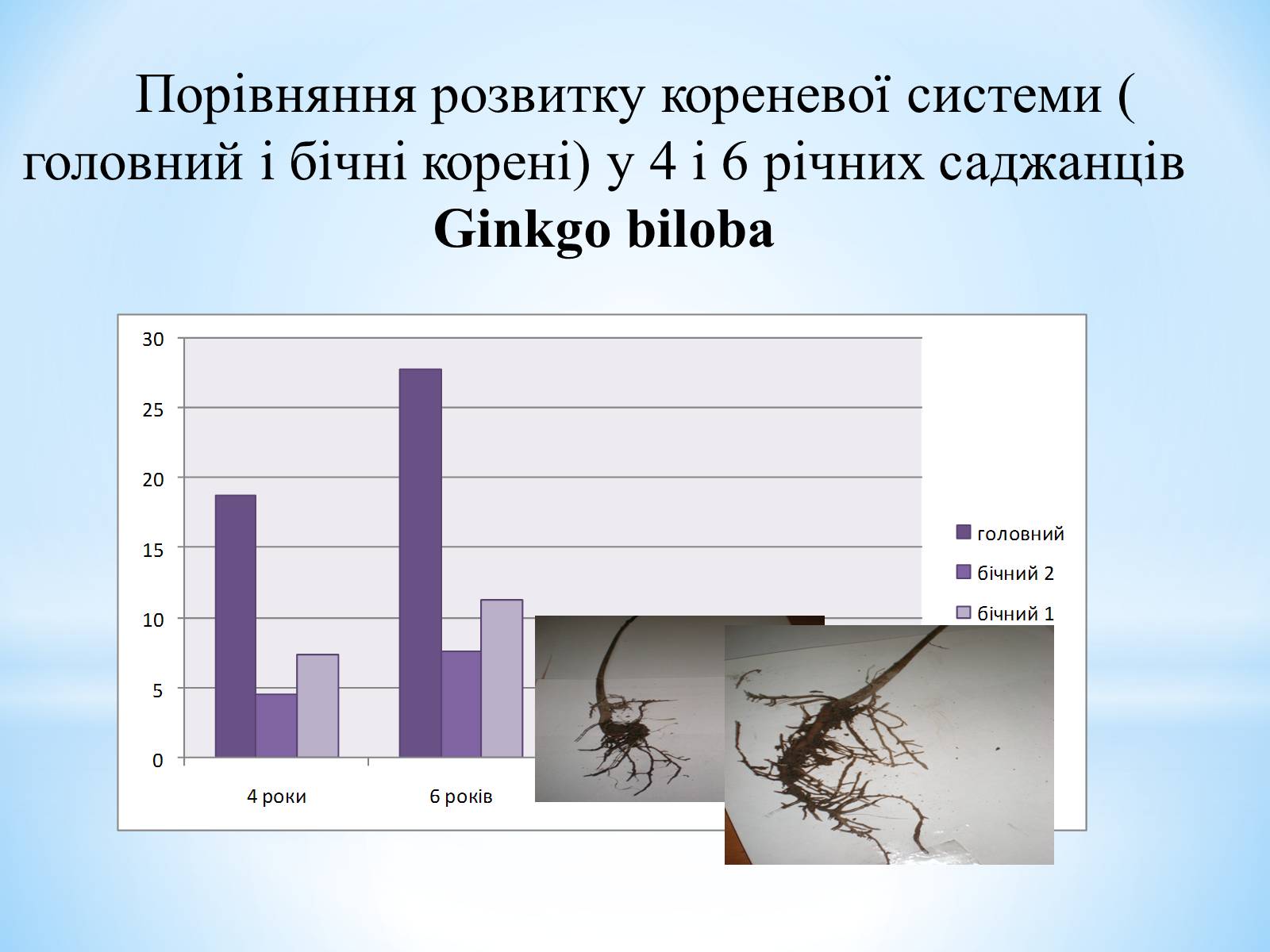 Презентація на тему «Особливості вирощування Гінкго Двоплатове» - Слайд #15 Презентація на тему «Особливості вирощування Гінкго Двоплатове» - Слайд #15