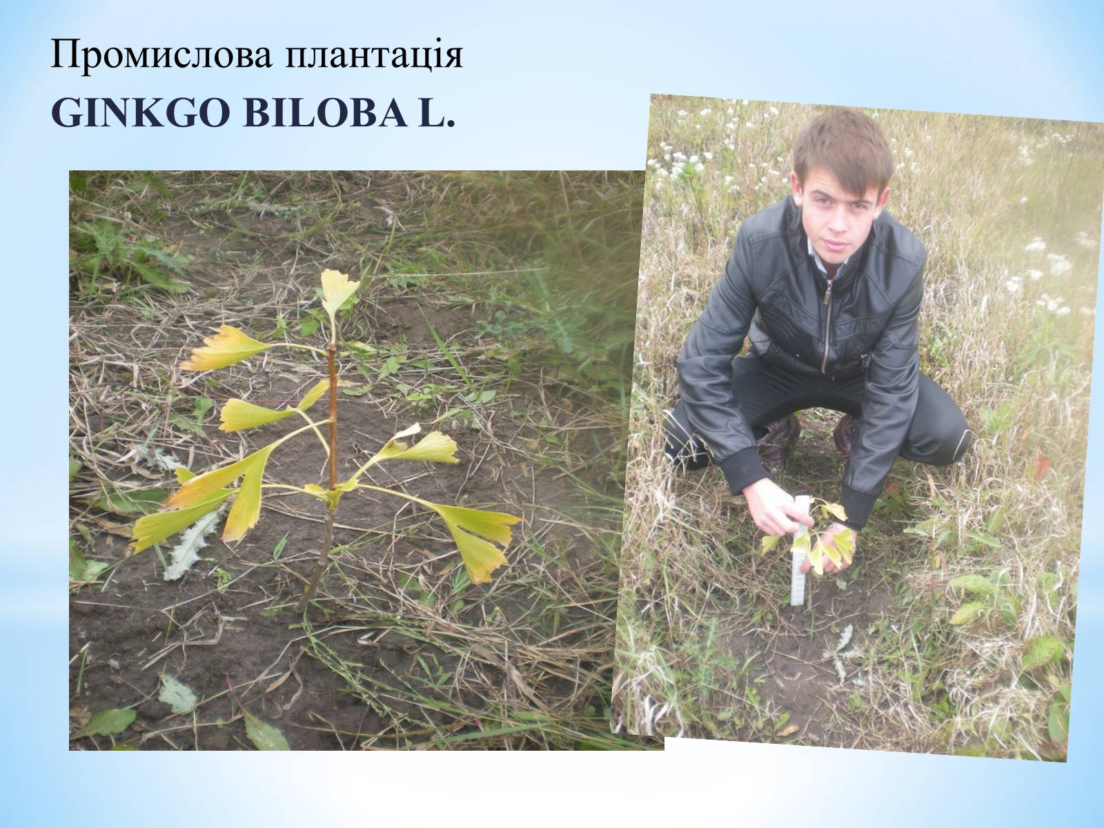 Презентація на тему «Особливості вирощування Гінкго Двоплатове» - Слайд #5 Презентація на тему «Особливості вирощування Гінкго Двоплатове» - Слайд #5