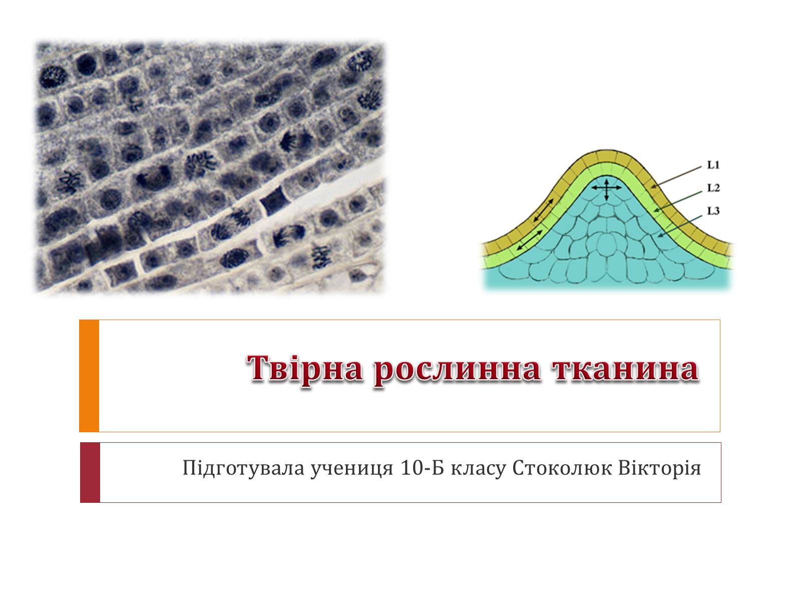 Презентація на тему «Твірна рослинна тканина» - Слайд #1 Презентація на тему «Твірна рослинна тканина» - Слайд #1