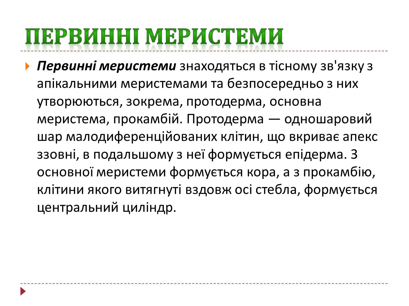 Презентація на тему «Твірна рослинна тканина» - Слайд #10 Презентація на тему «Твірна рослинна тканина» - Слайд #10