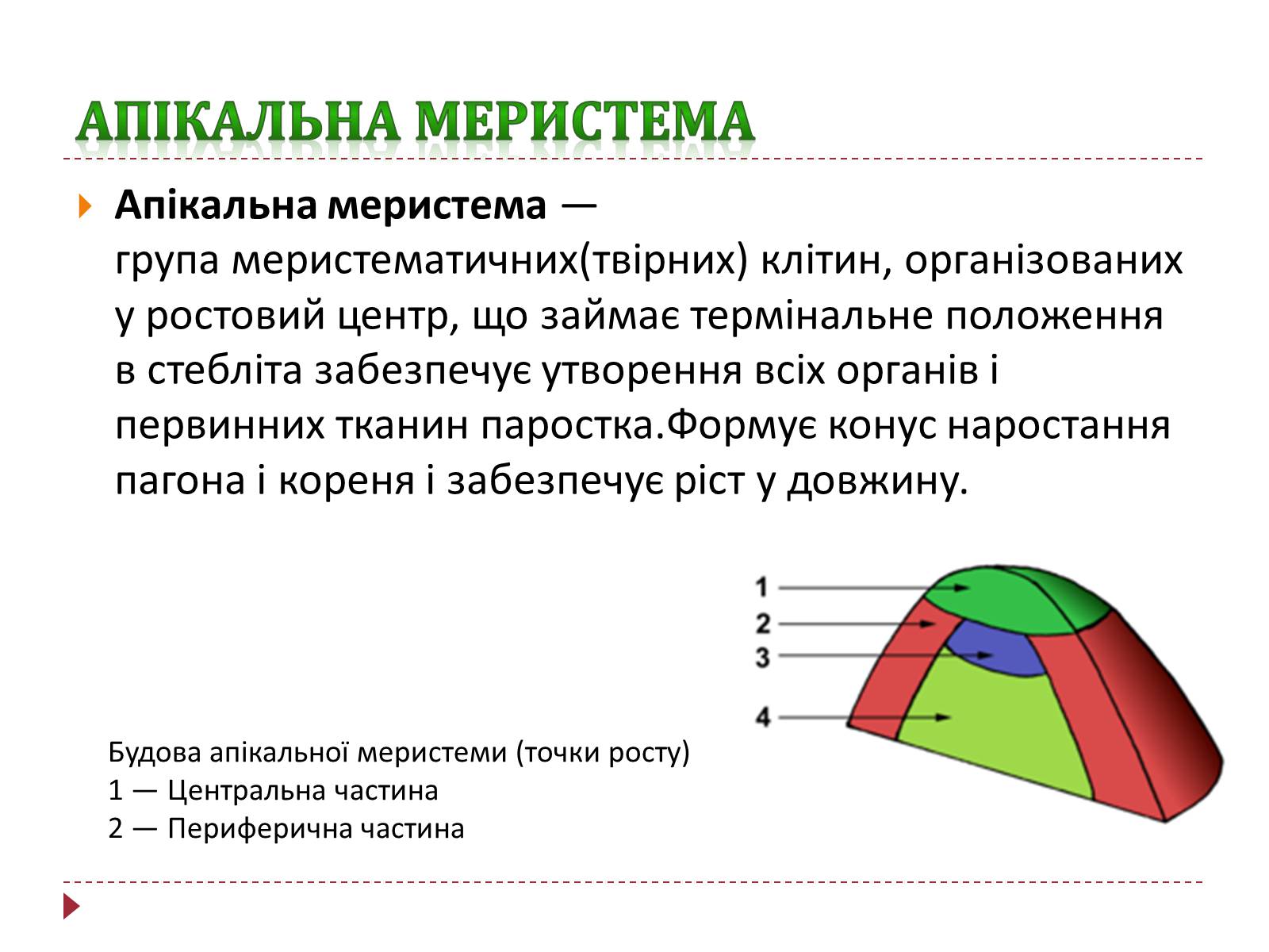 Презентація на тему «Твірна рослинна тканина» - Слайд #5 Презентація на тему «Твірна рослинна тканина» - Слайд #5