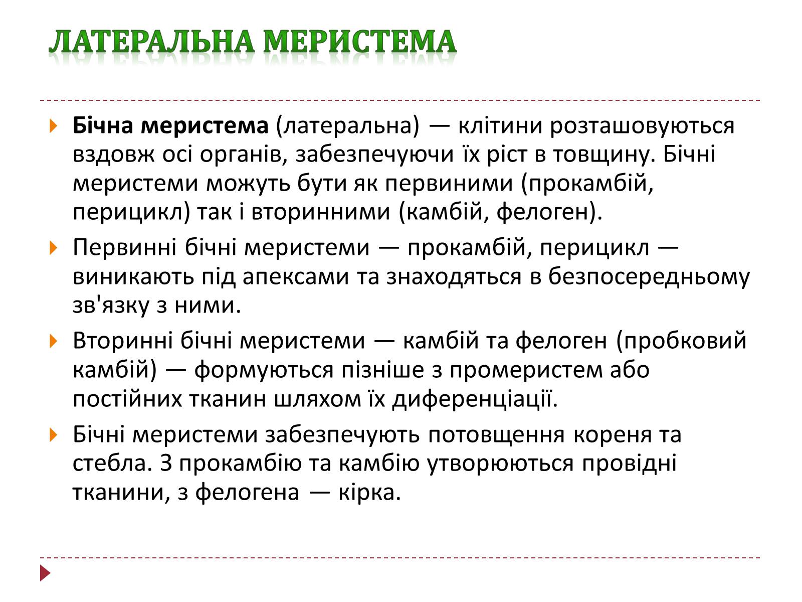 Презентація на тему «Твірна рослинна тканина» - Слайд #6 Презентація на тему «Твірна рослинна тканина» - Слайд #6