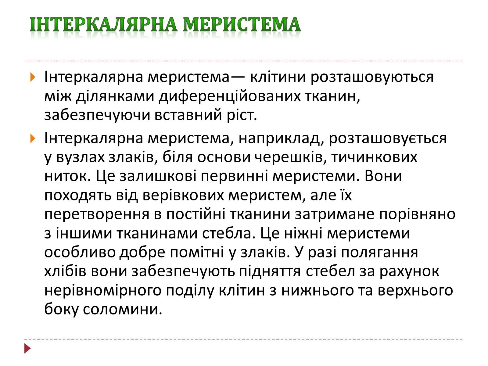 Презентація на тему «Твірна рослинна тканина» - Слайд #8 Презентація на тему «Твірна рослинна тканина» - Слайд #8