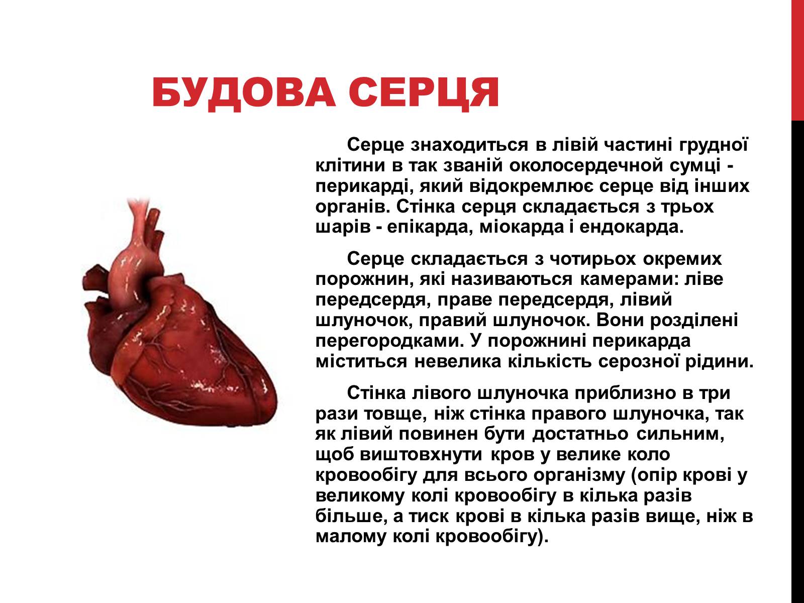 Презентація на тему «Серце людини» (варіант 2) - Слайд #4 Презентація на тему «Серце людини» (варіант 2) - Слайд #4