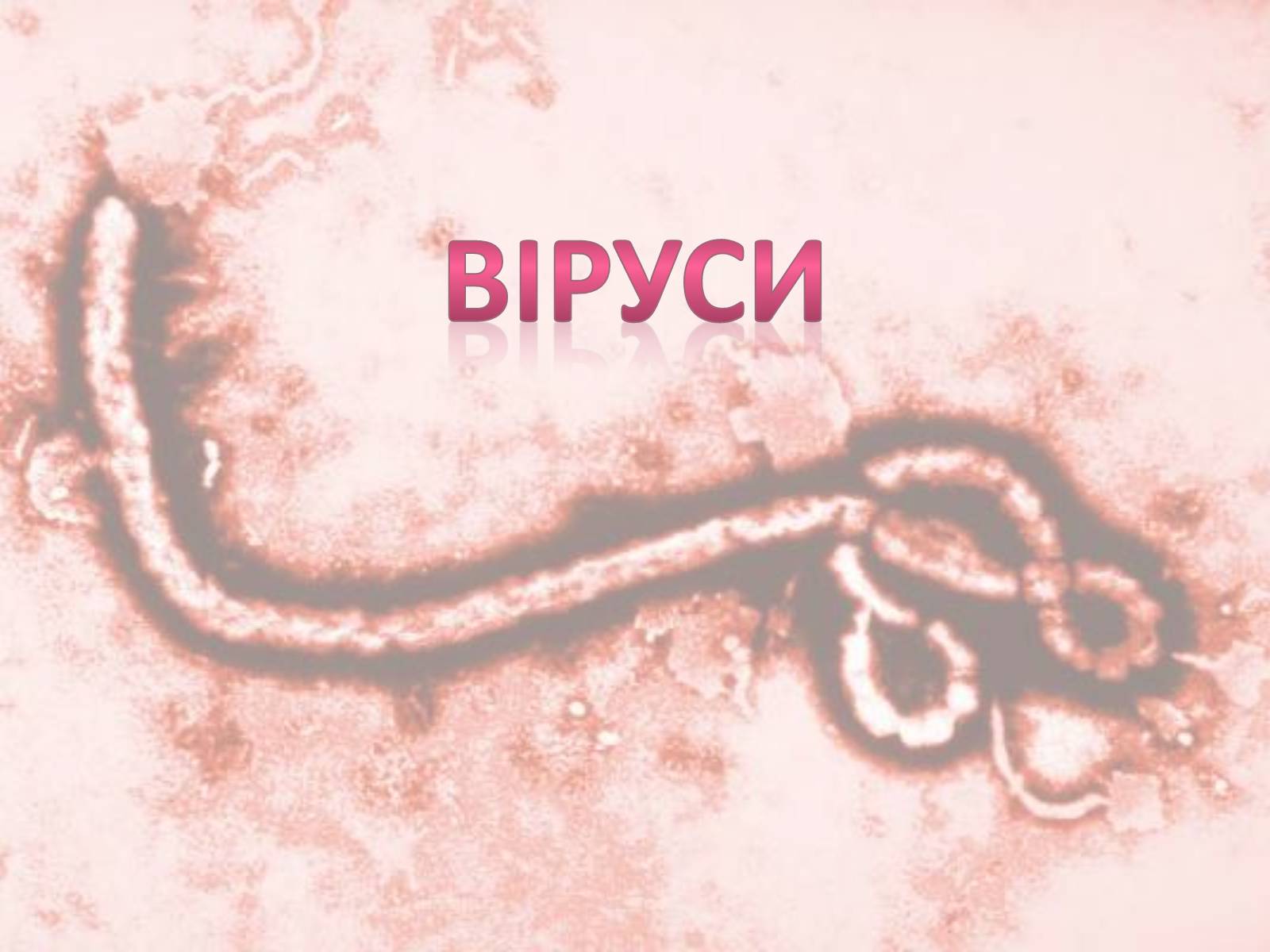 Презентація на тему «Віруси» (варіант 17) - Слайд #1 Презентація на тему «Віруси» (варіант 17) - Слайд #1