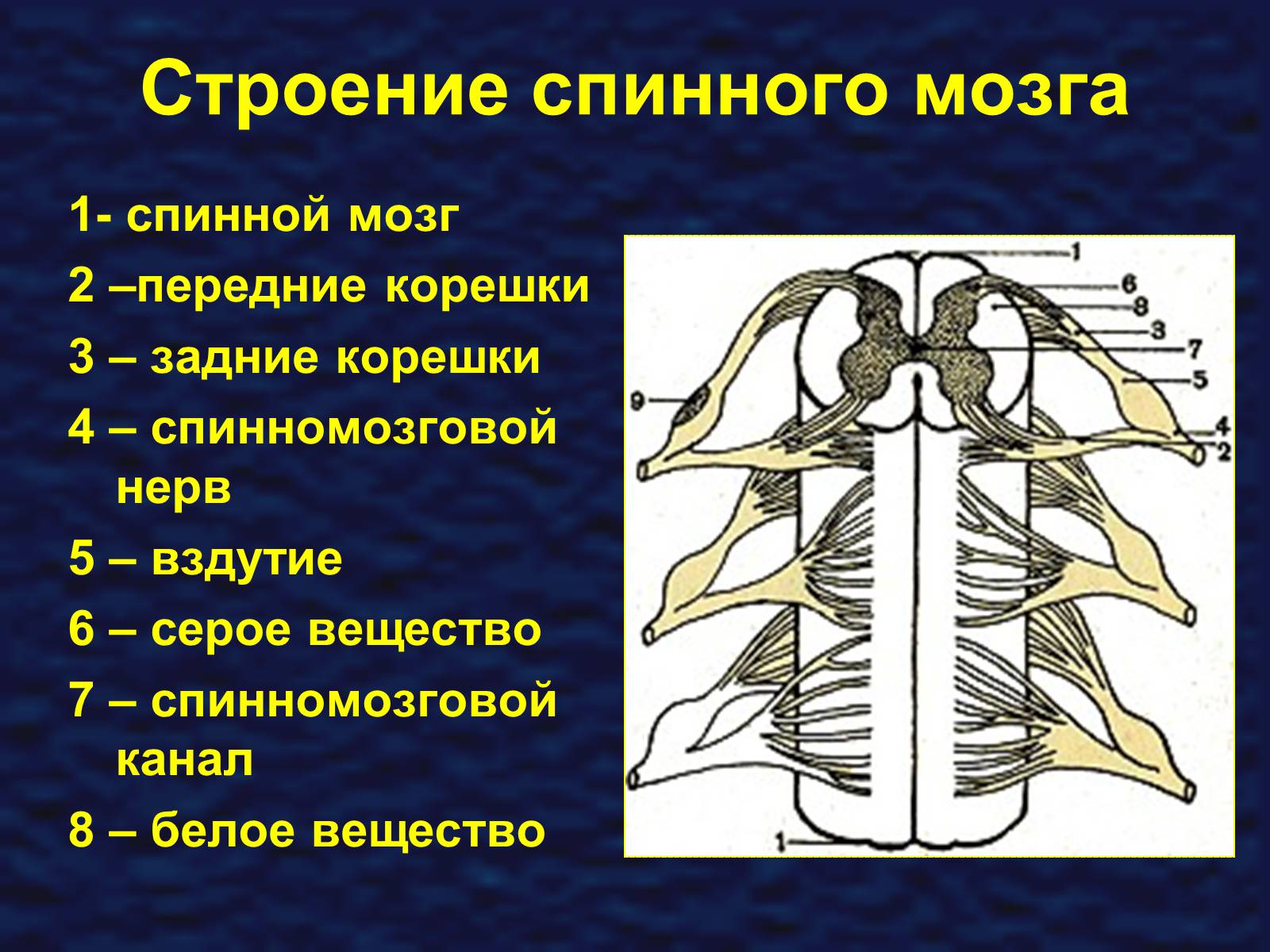Презентація на тему «Строение спинного мозга» - Слайд #7 Презентація на тему «Строение спинного мозга» - Слайд #7