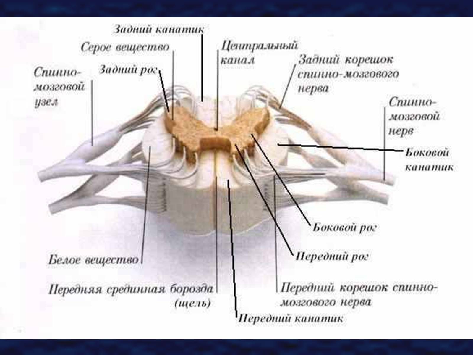 Презентація на тему «Строение спинного мозга» - Слайд #8 Презентація на тему «Строение спинного мозга» - Слайд #8